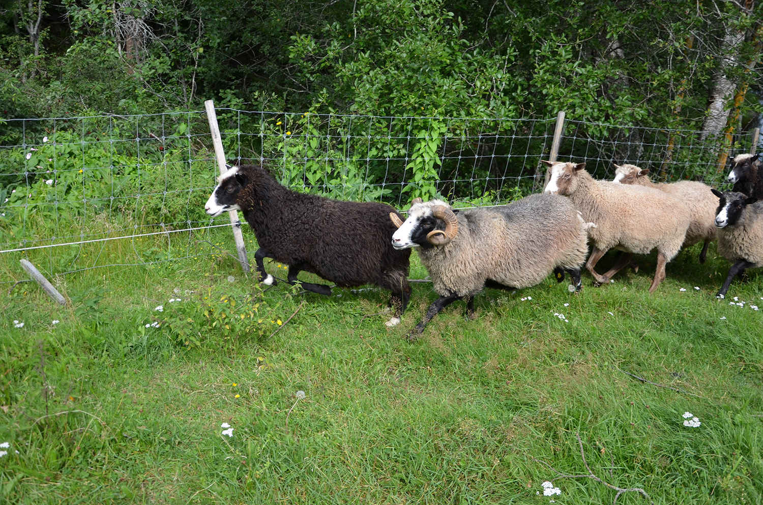 Röste.nu – Röstebilder – Ankracet i Galvån 2019