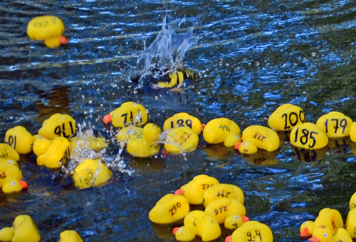 Röste.nu – Röstebilder – Ankracet i Galvån tioårsjubilerade 2015