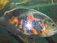 Röste.nu – Röstebilder – Badresa till Himlabadet i Sundsvall 2012