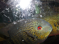 Röste.nu – Röstebilder – Badresa till Himlabadet i Sundsvall 2012