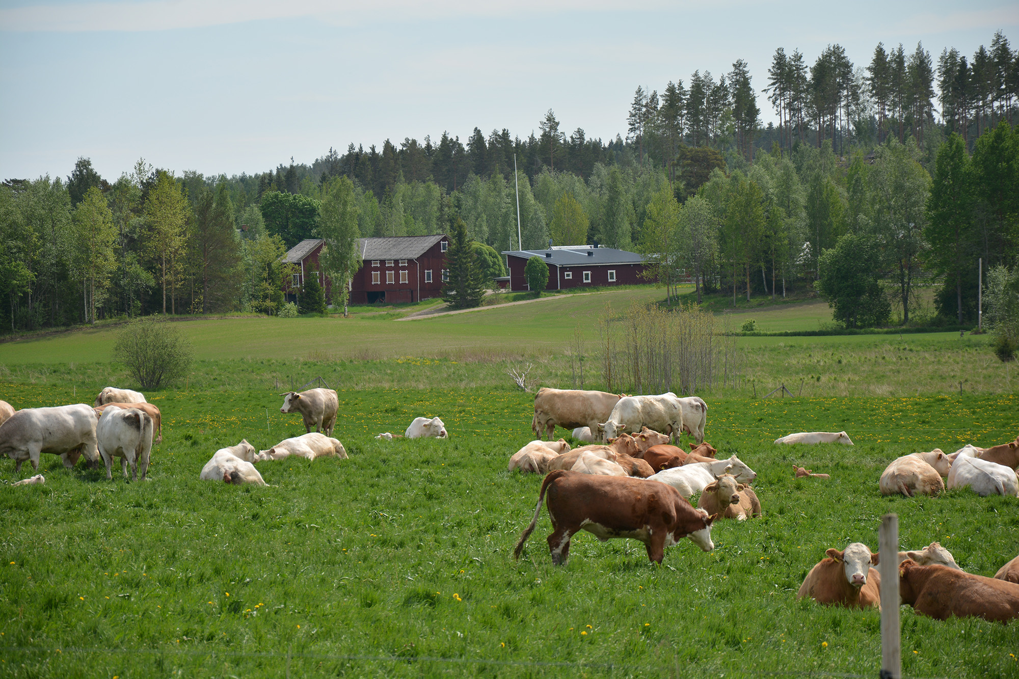 Röste.nu – Röstebilder – Blandade sommarbilder från Röste 2020