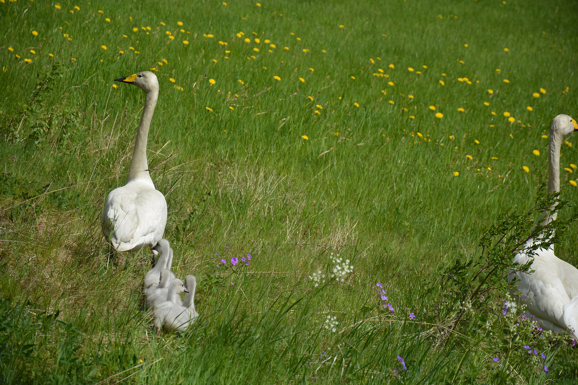 Röste.nu – Röstebilder – Blandade sommarbilder från Röste 2020