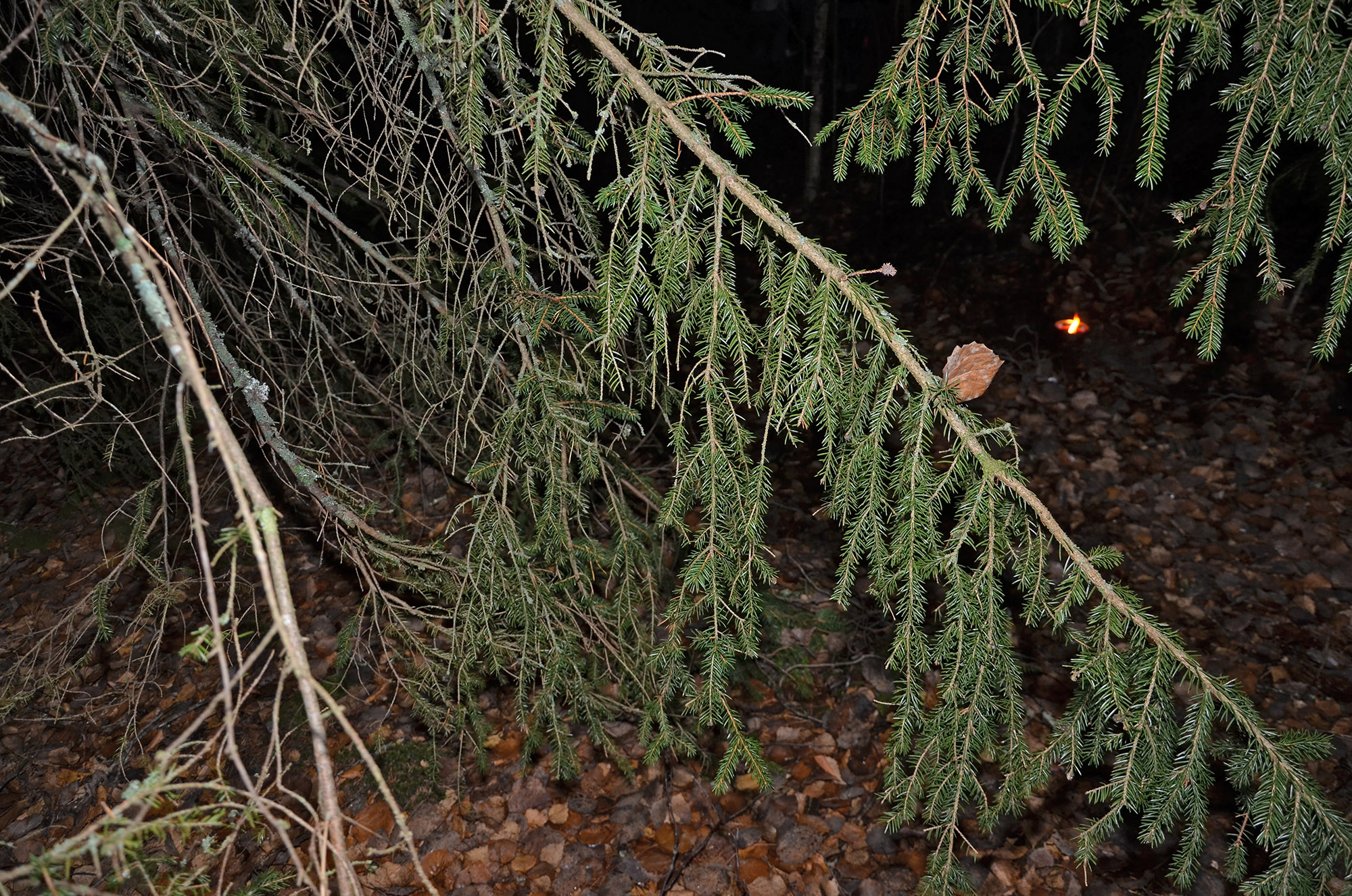 Röste.nu – Röstebilder – Halloweendisco och spökvandring vid Dönjegården 2022