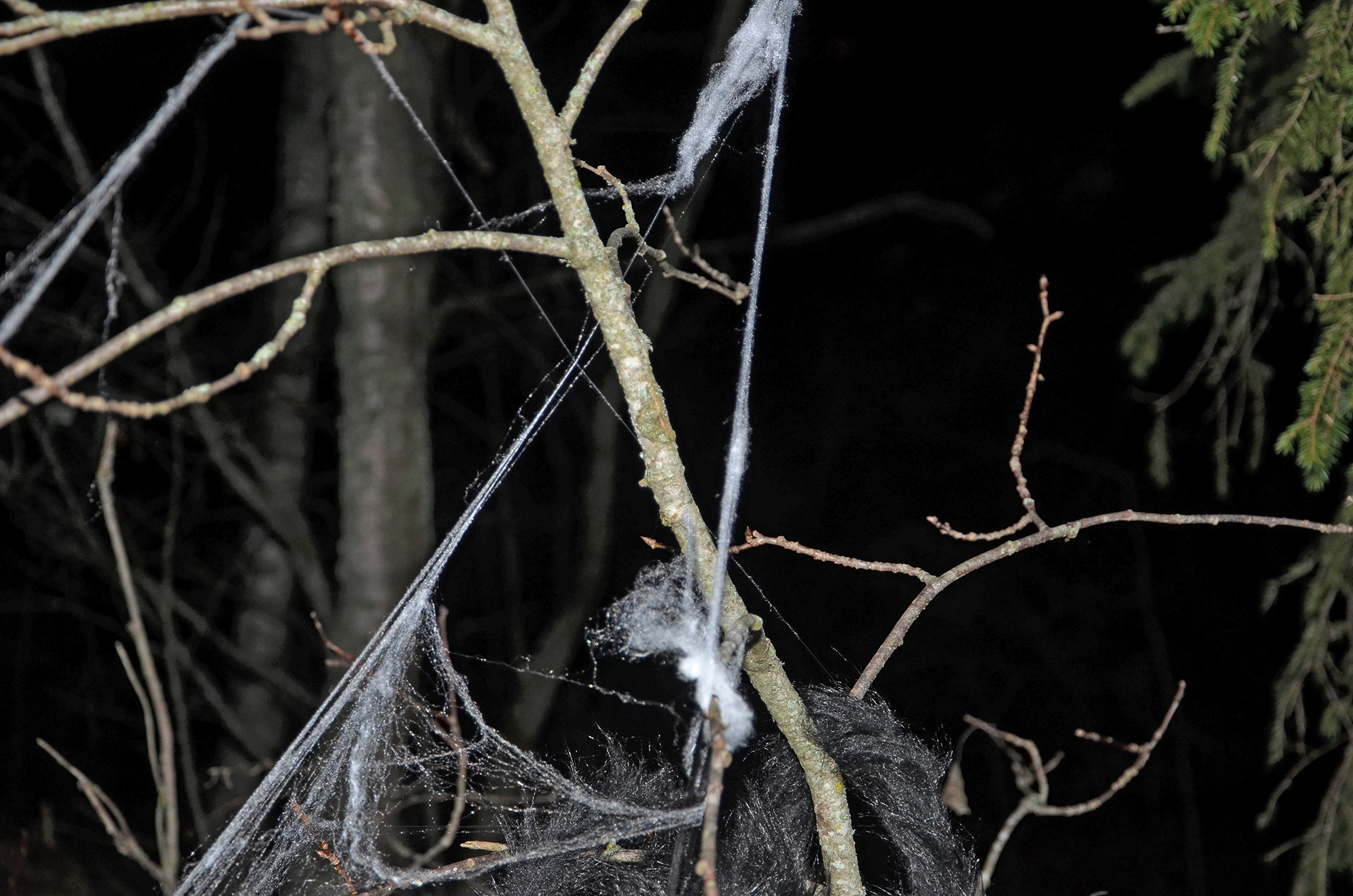 Röste.nu – Röstebilder – Halloweendisco och spökvandring vid Dönjegården 2022