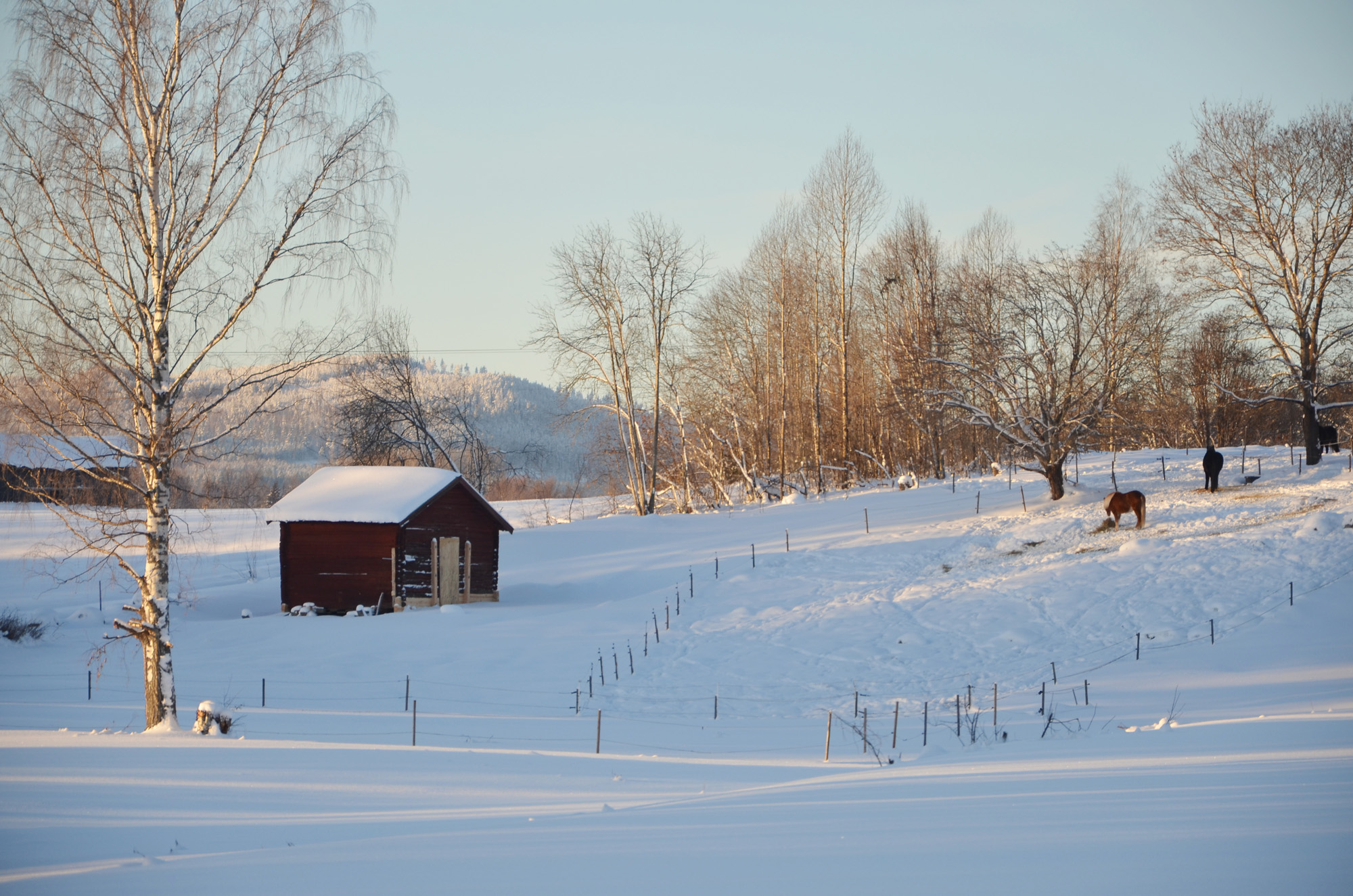 Röste.nu – Röstebilder – Julgransplundring i Dönjegården 2024
