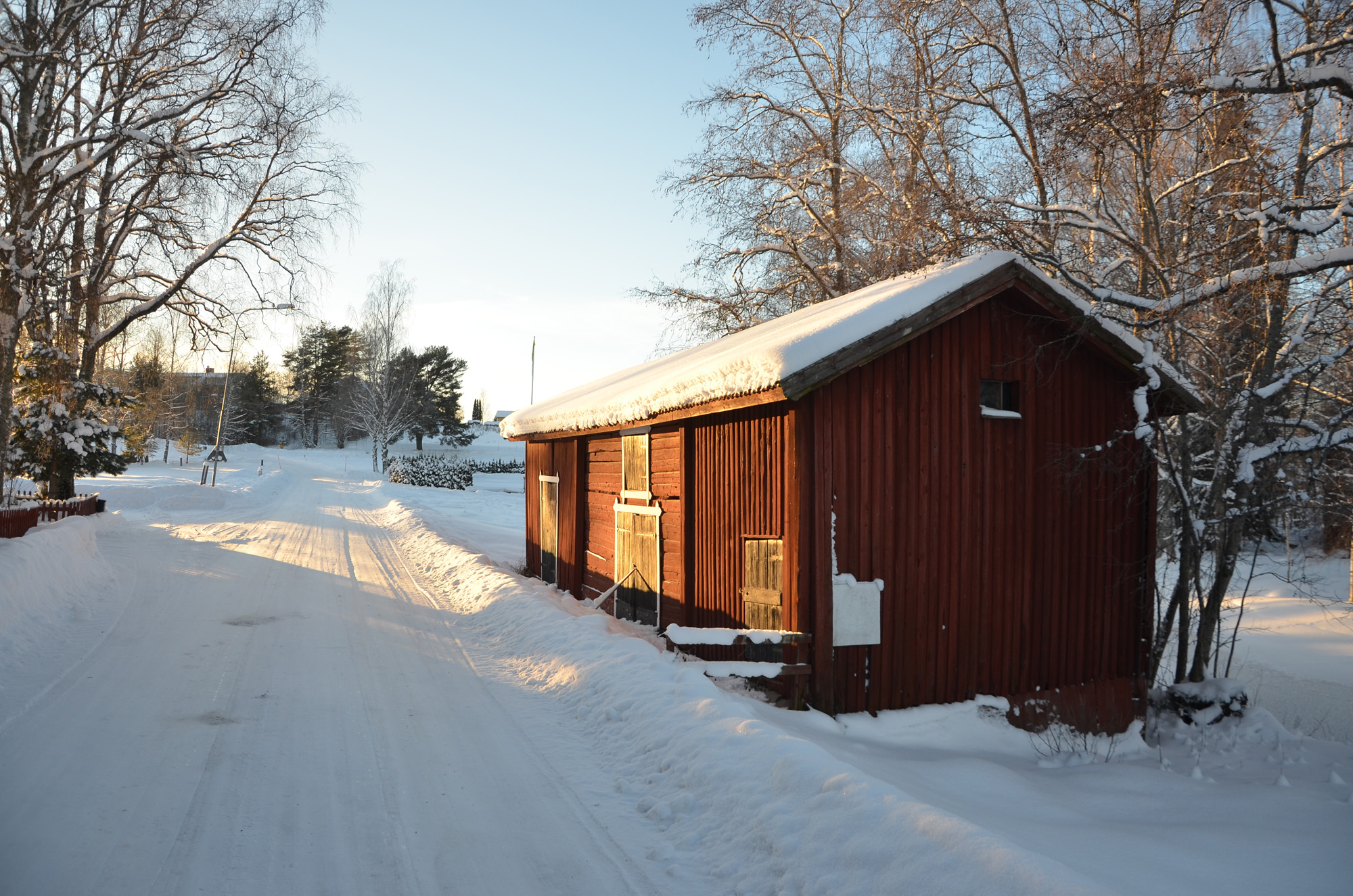 Röste.nu – Röstebilder – Julgransplundring i Dönjegården 2024