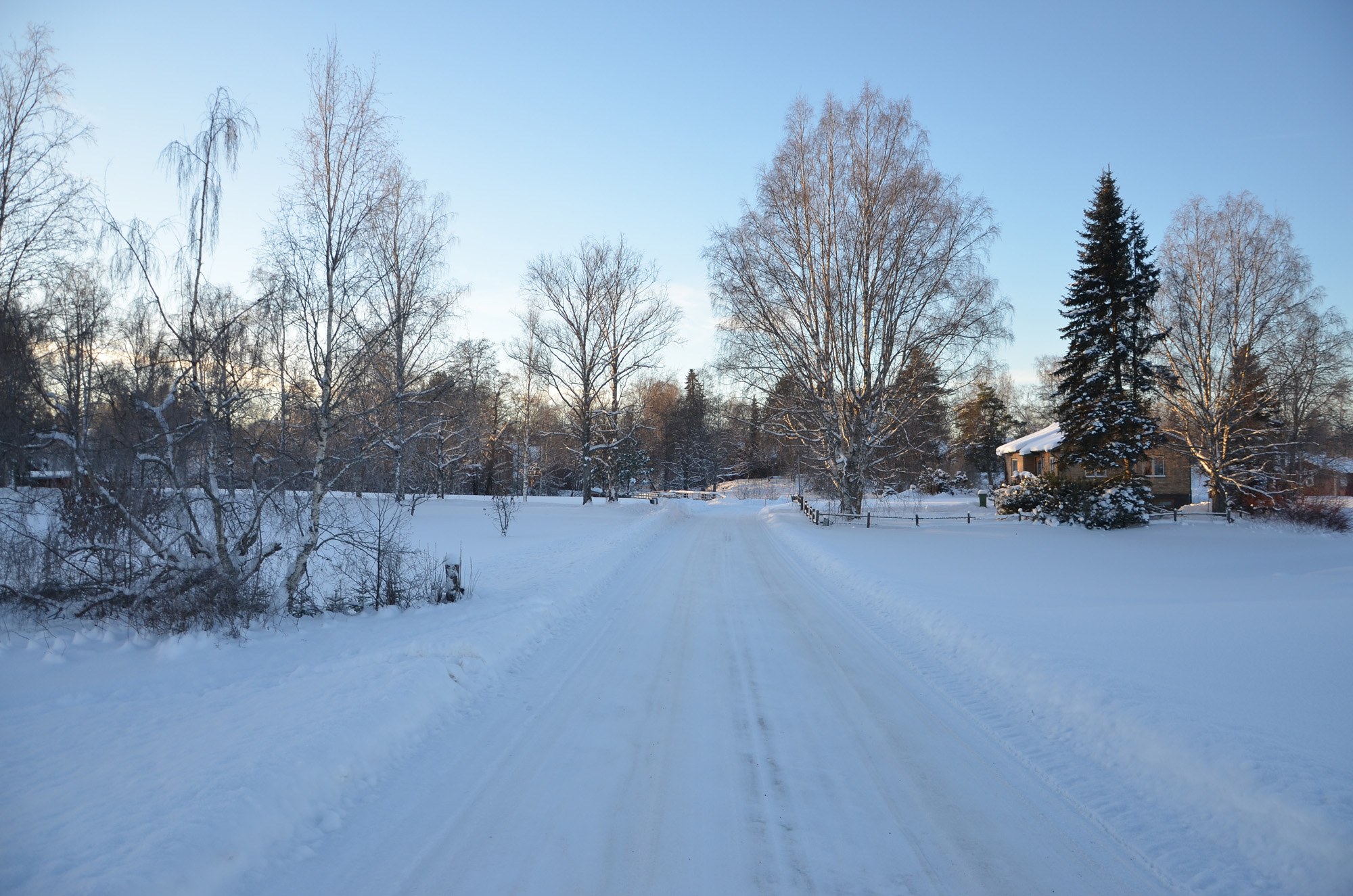 Röste.nu – Röstebilder – Julgransplundring i Dönjegården 2024
