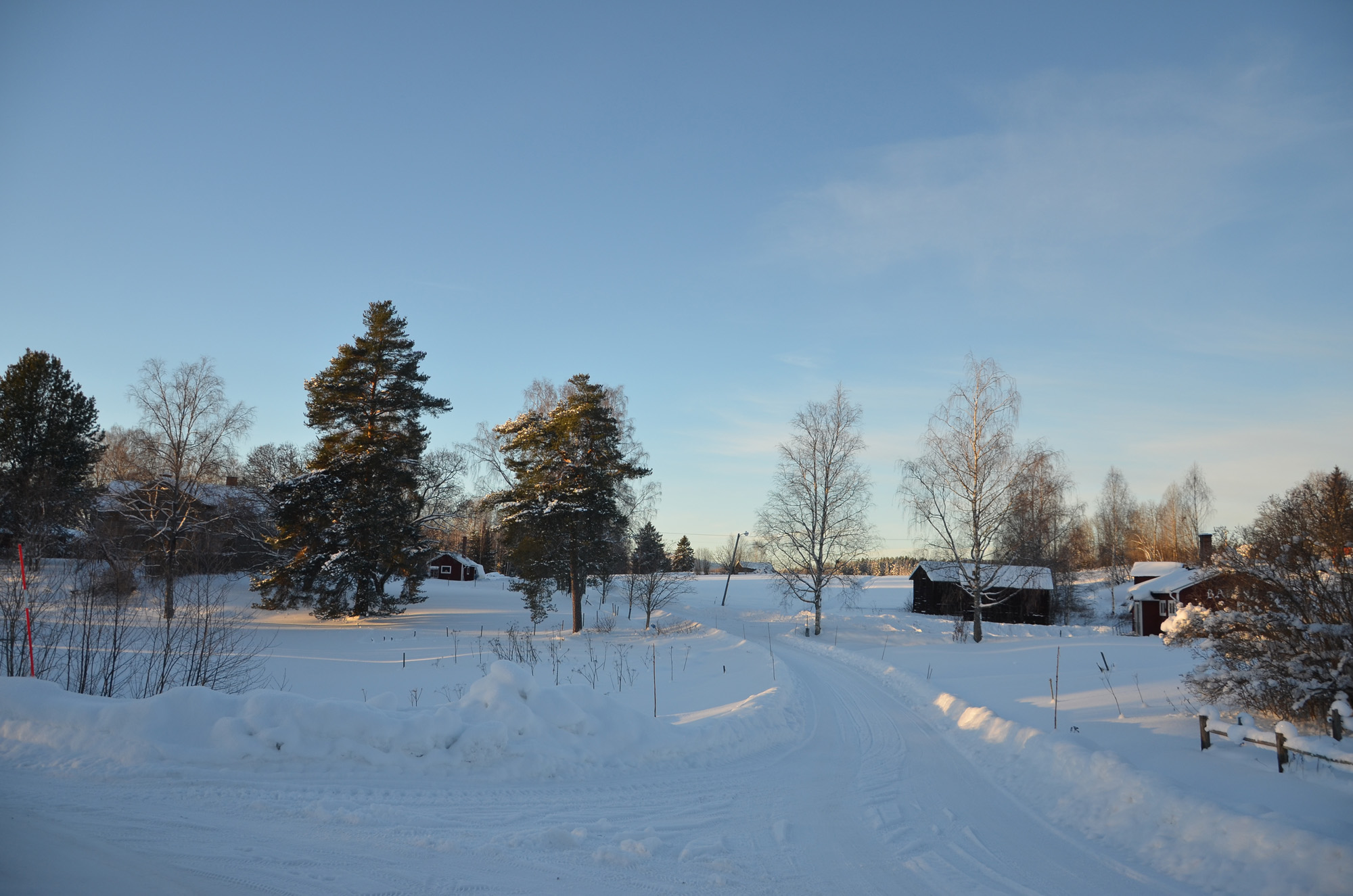 Röste.nu – Röstebilder – Julgransplundring i Dönjegården 2024