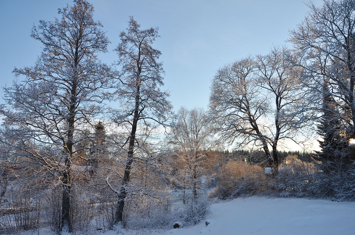 Röste.nu – Röstebilder – Julgransplundring i Dönjegården 2017