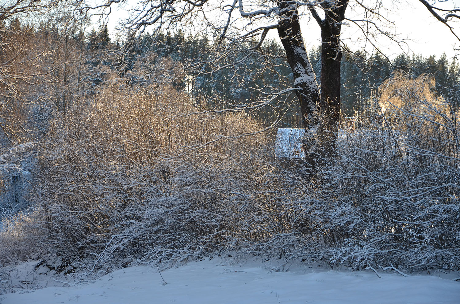 Röste.nu – Röstebilder – Julgransplundring i Dönjegården 2017