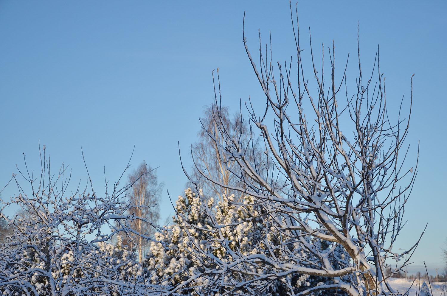 Röste.nu – Röstebilder – Julgransplundring i Dönjegården 2017