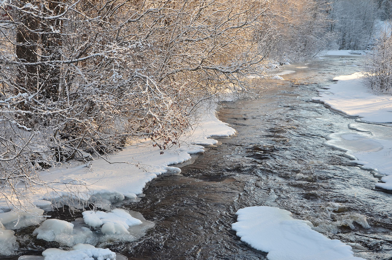 Röste.nu – Röstebilder – Julgransplundring i Dönjegården 2017
