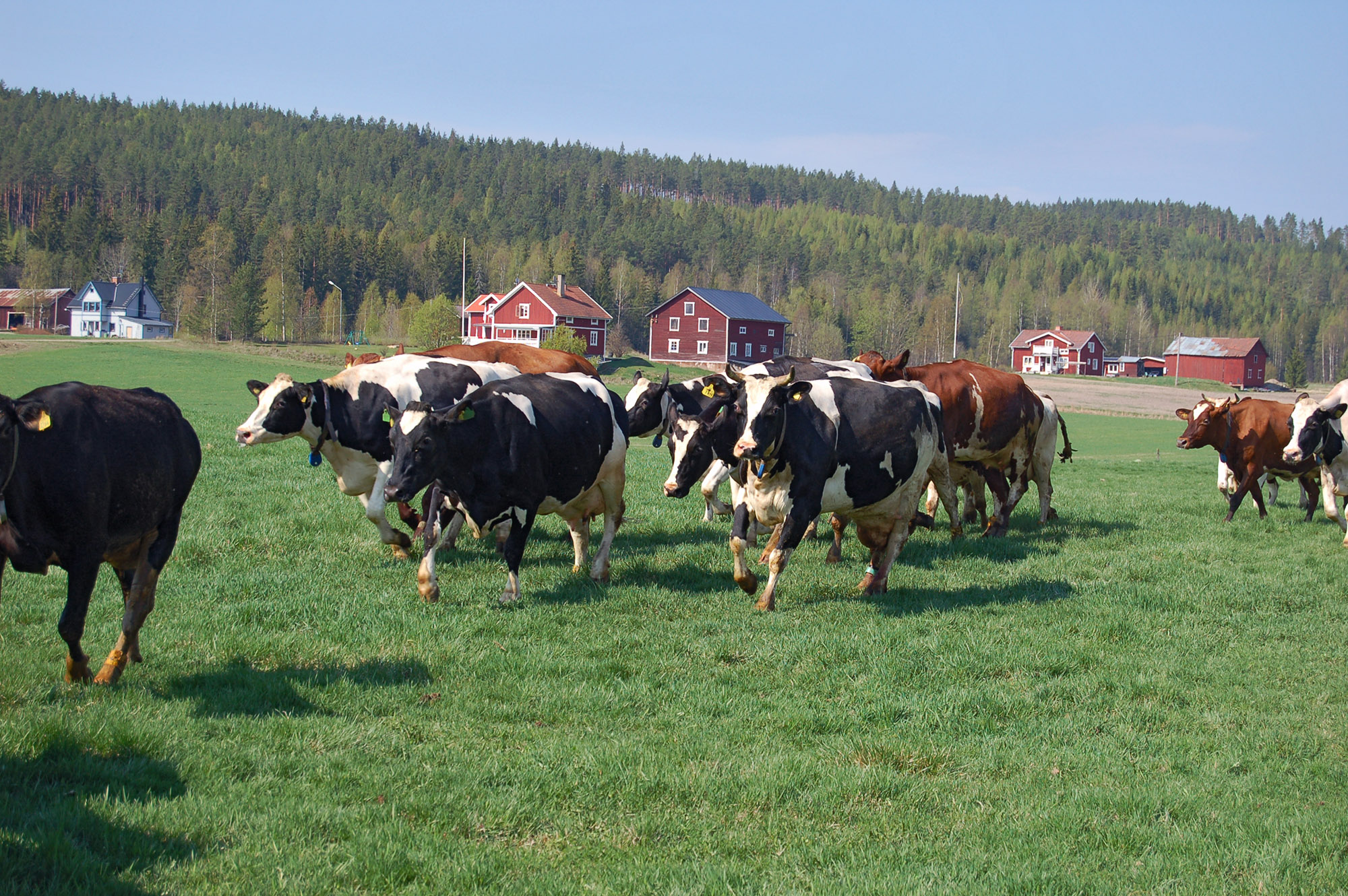 Röste.nu – Röstebilder – Kosläpp i Holmo 2008