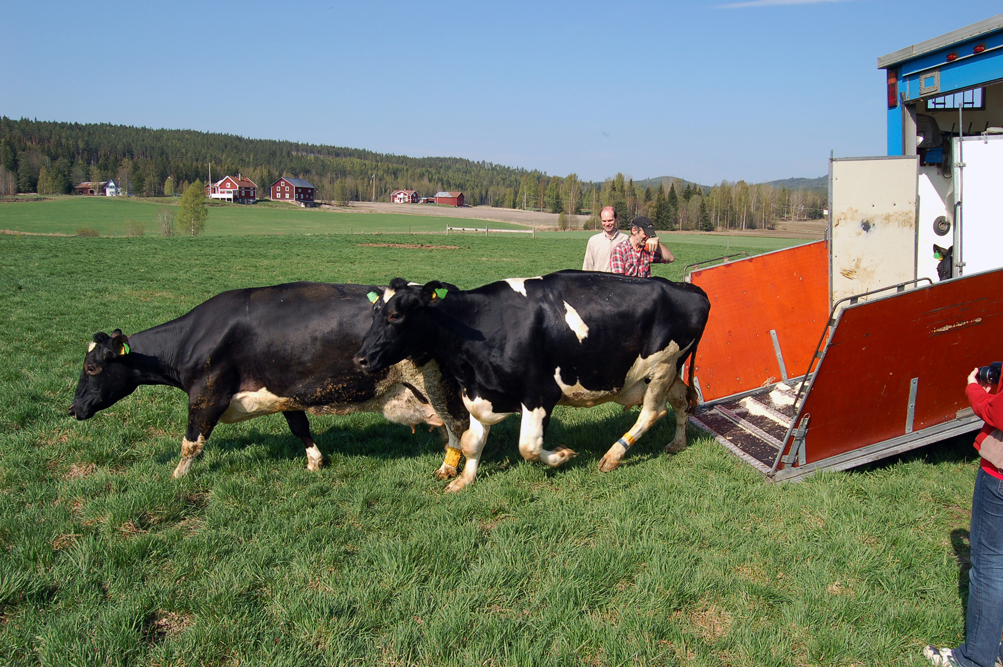 Röste.nu – Röstebilder – Kosläpp i Holmo 2008
