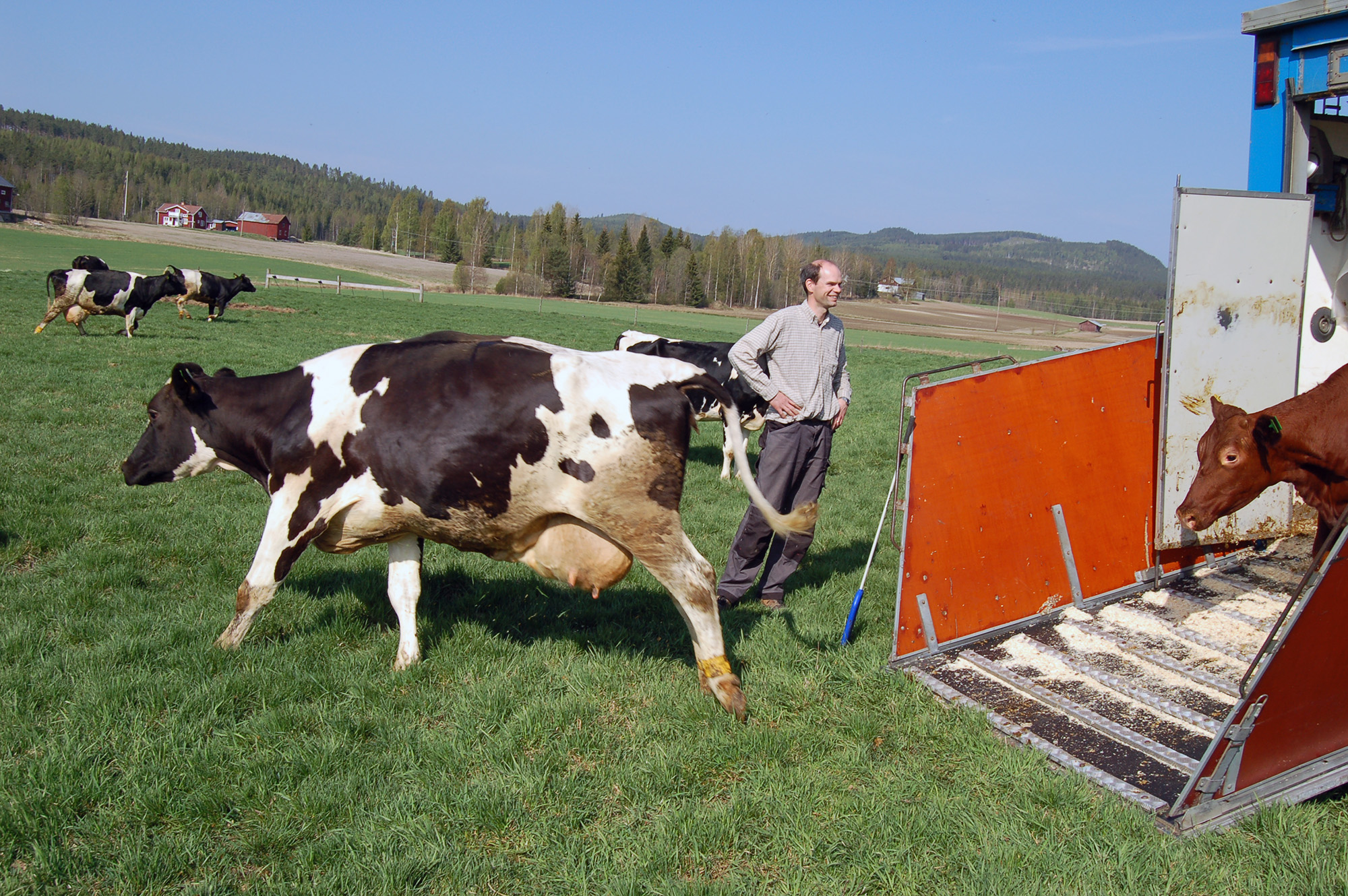 Röste.nu – Röstebilder – Kosläpp i Holmo 2008