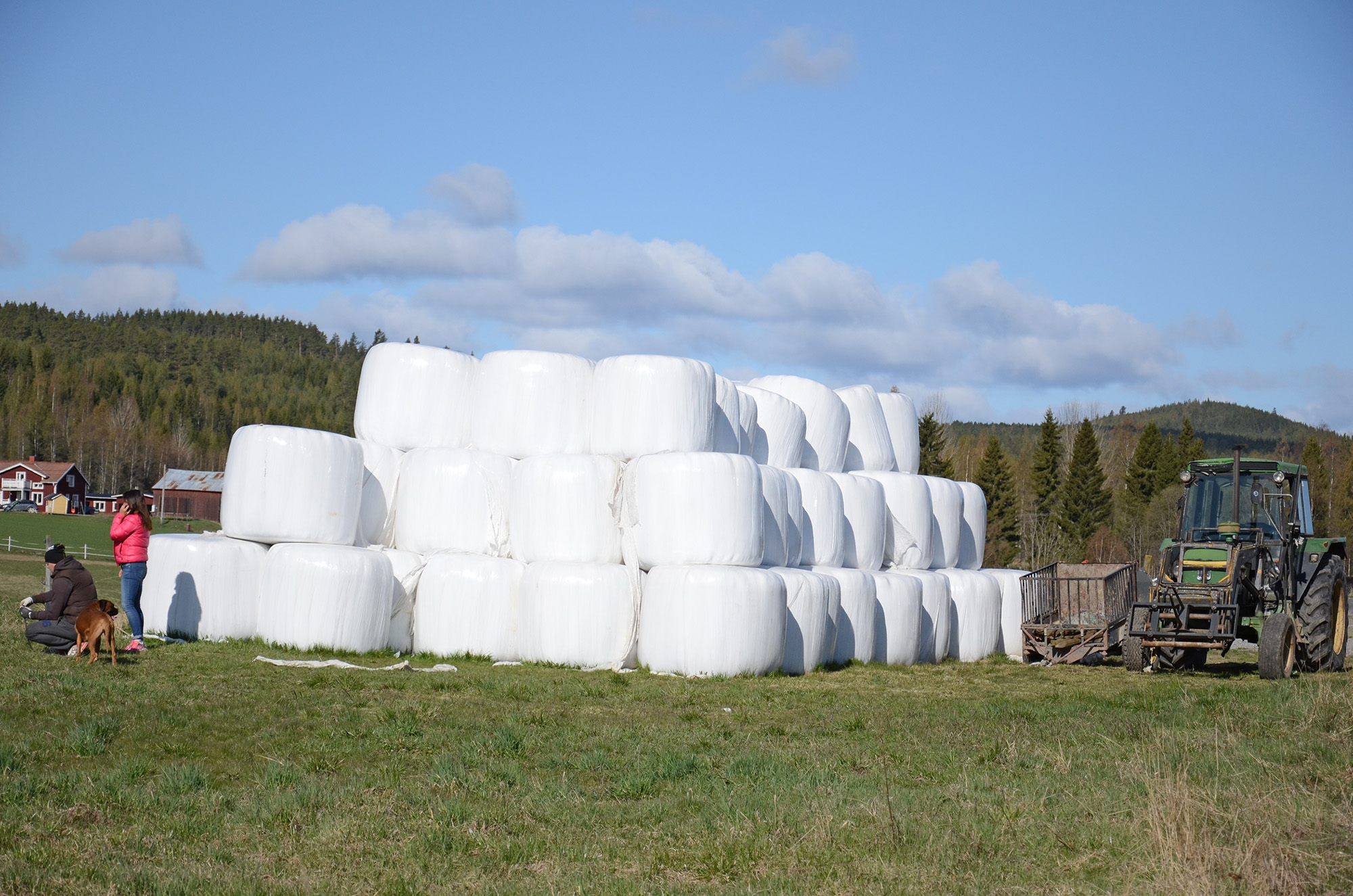 Röste.nu – Röstebilder – 140 kor mötte friheten i Holmo 2014
