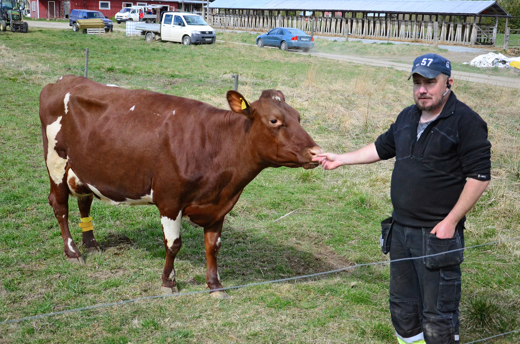 Röste.nu – Röstebilder – 140 kor mötte friheten i Holmo 2014