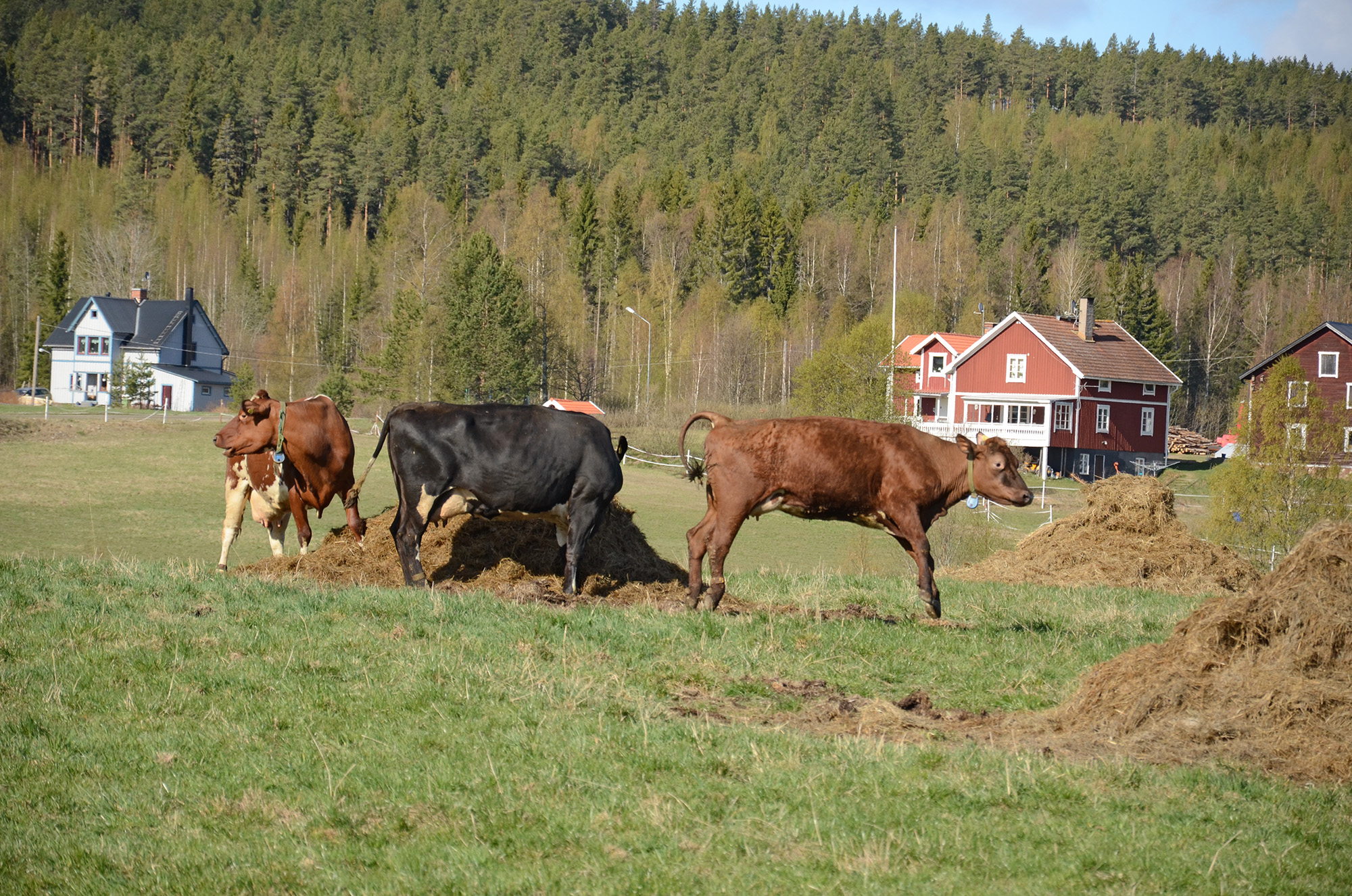 Röste.nu – Röstebilder – 140 kor mötte friheten i Holmo 2014