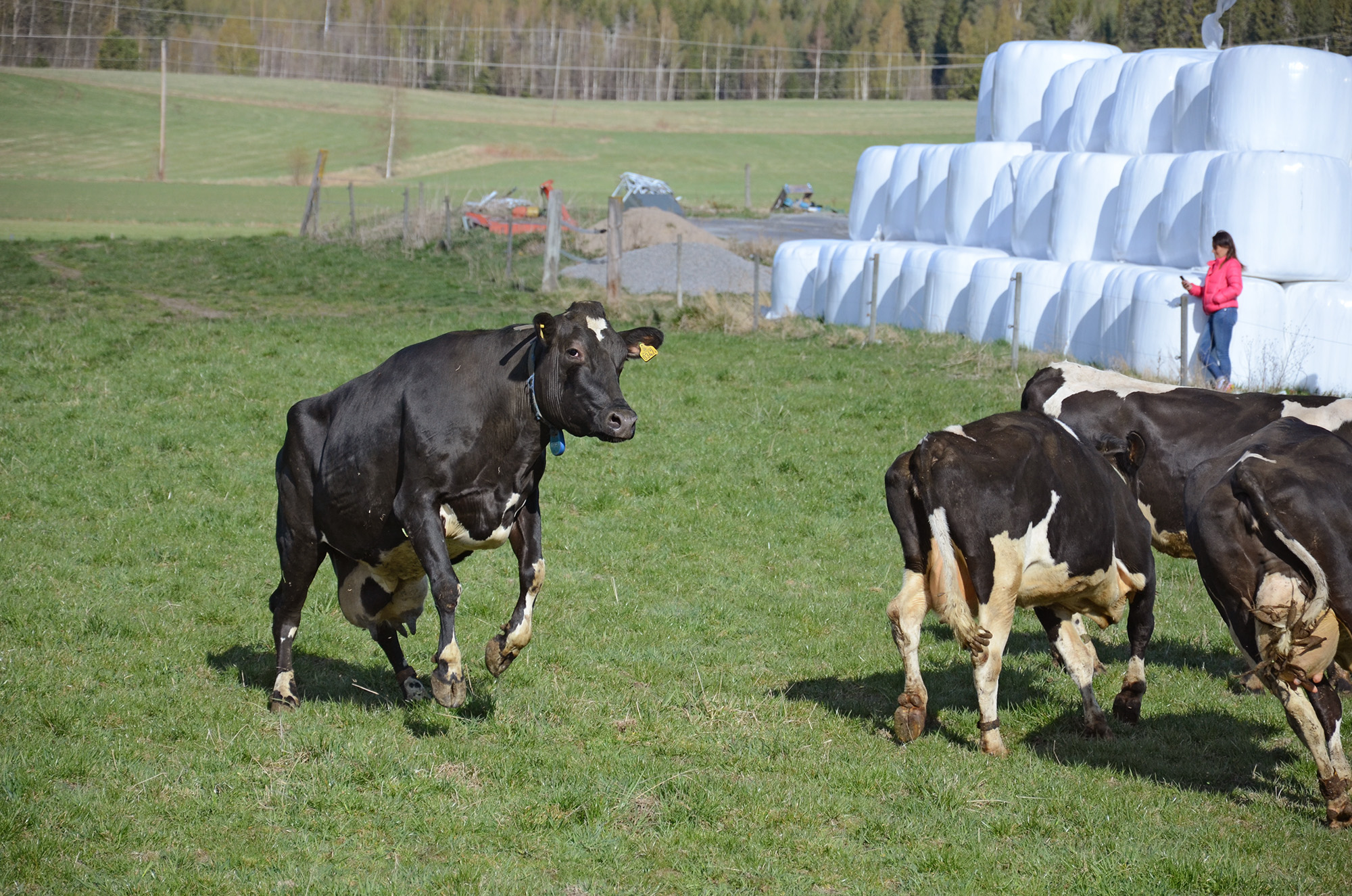 Röste.nu – Röstebilder – 140 kor mötte friheten i Holmo 2014