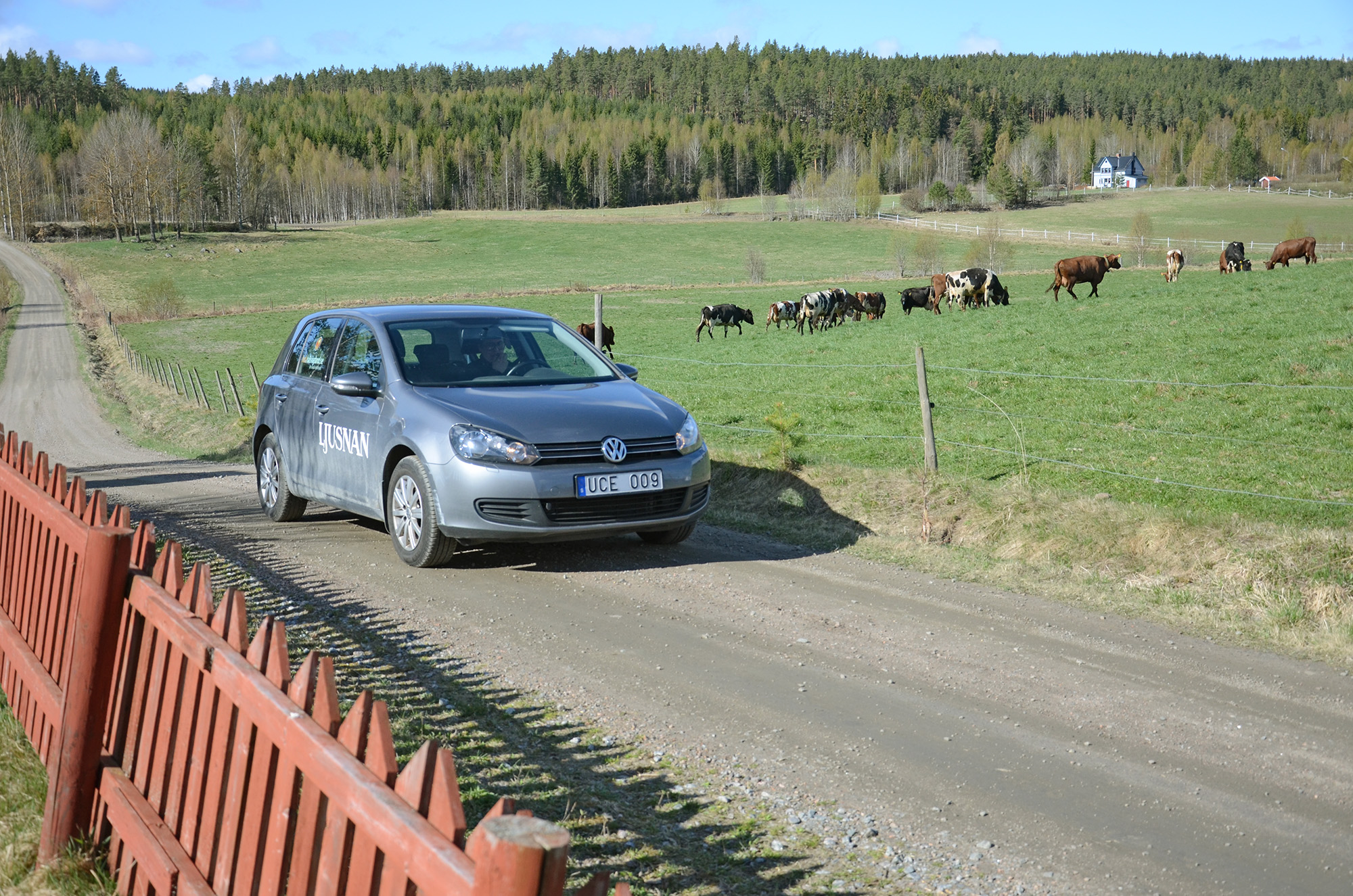 Röste.nu – Röstebilder – 140 kor mötte friheten i Holmo 2014