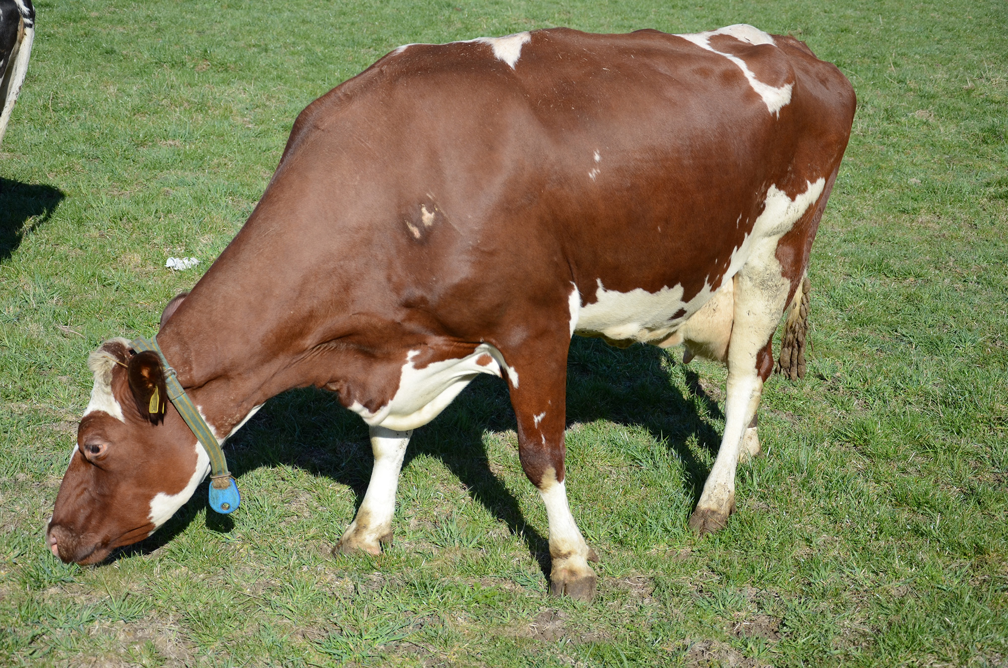 Röste.nu – Röstebilder – 140 kor mötte friheten i Holmo 2014