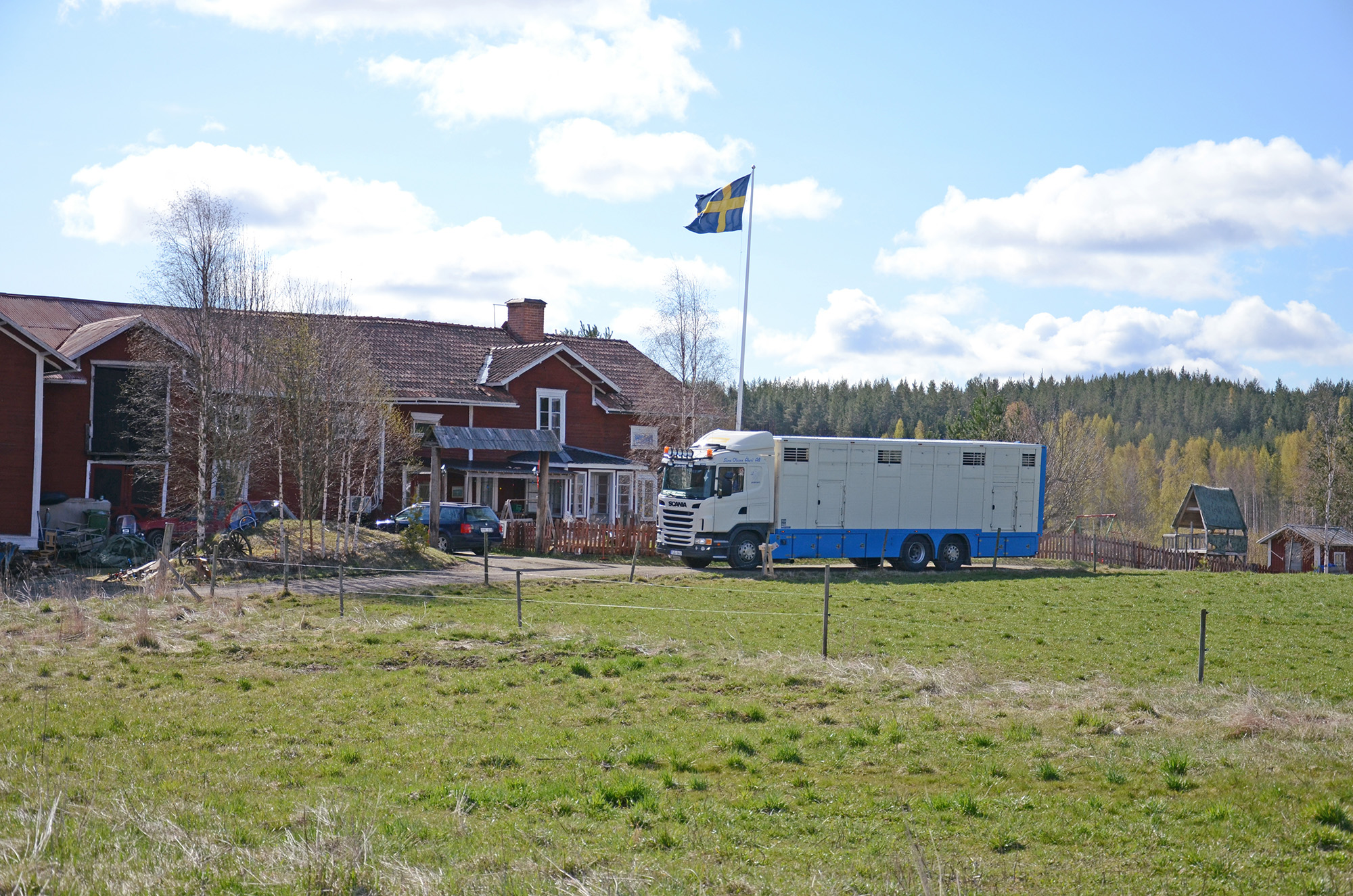 Röste.nu – Röstebilder – 140 kor mötte friheten i Holmo 2014