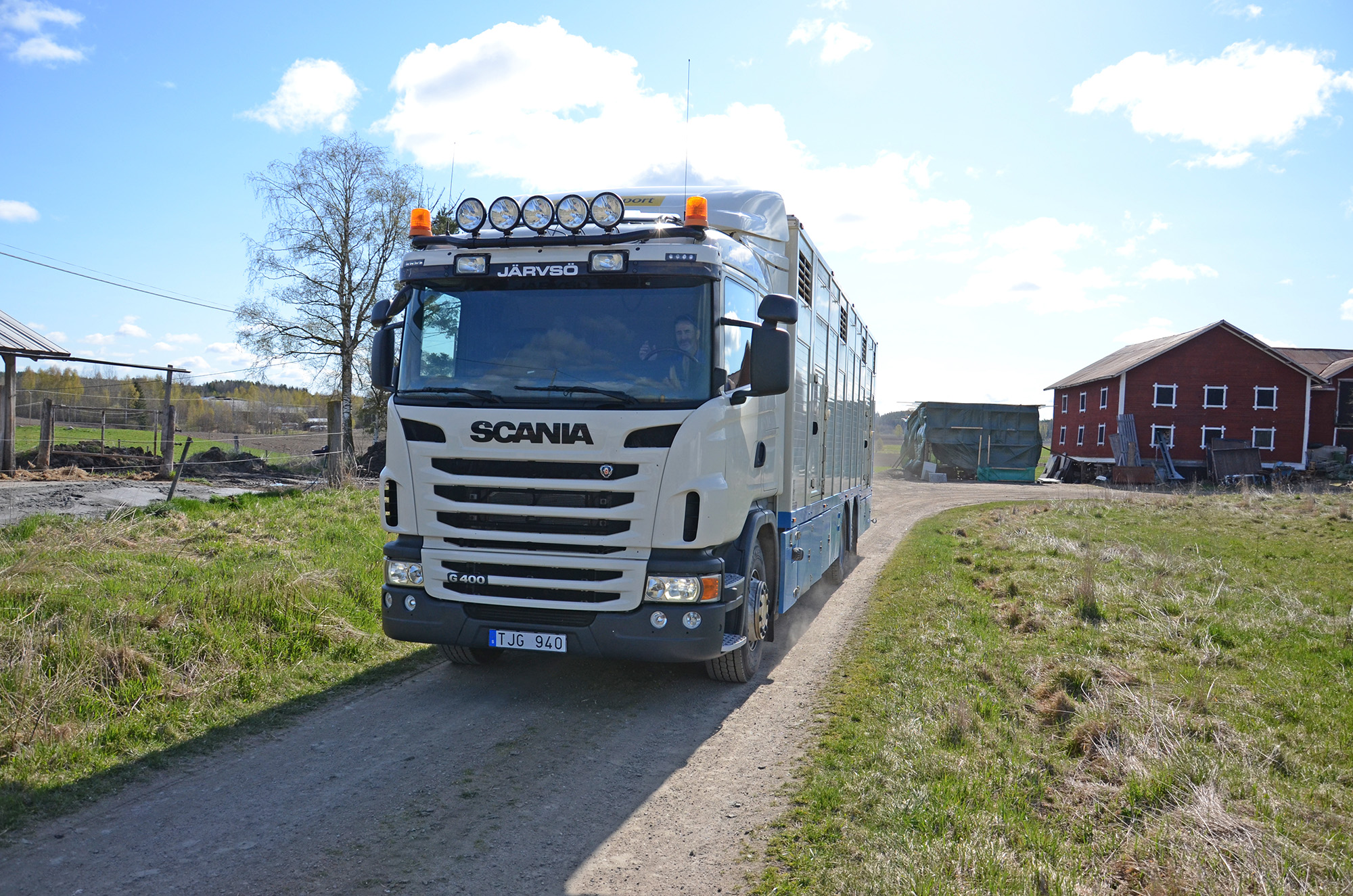 Röste.nu – Röstebilder – 140 kor mötte friheten i Holmo 2014