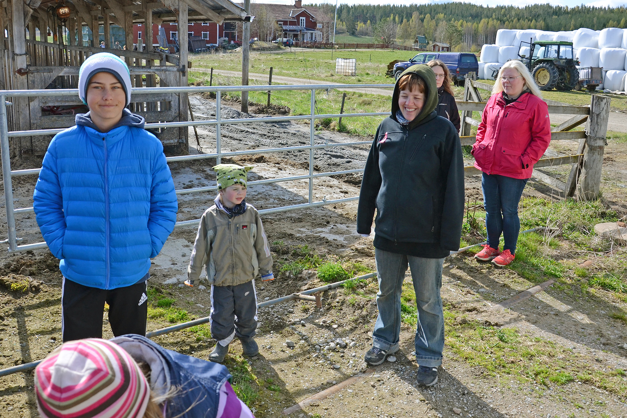 Röste.nu – Röstebilder – 140 kor mötte friheten i Holmo 2014
