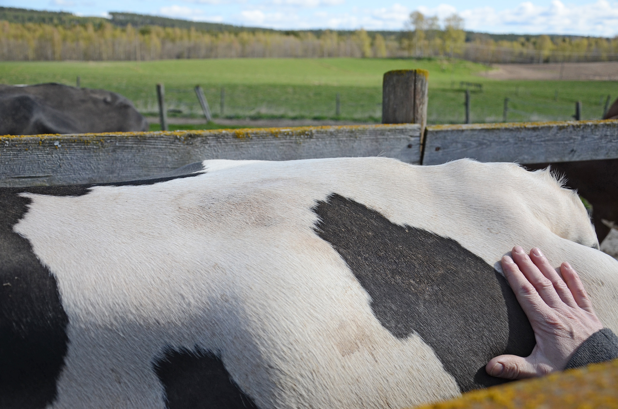 Röste.nu – Röstebilder – 140 kor mötte friheten i Holmo 2014