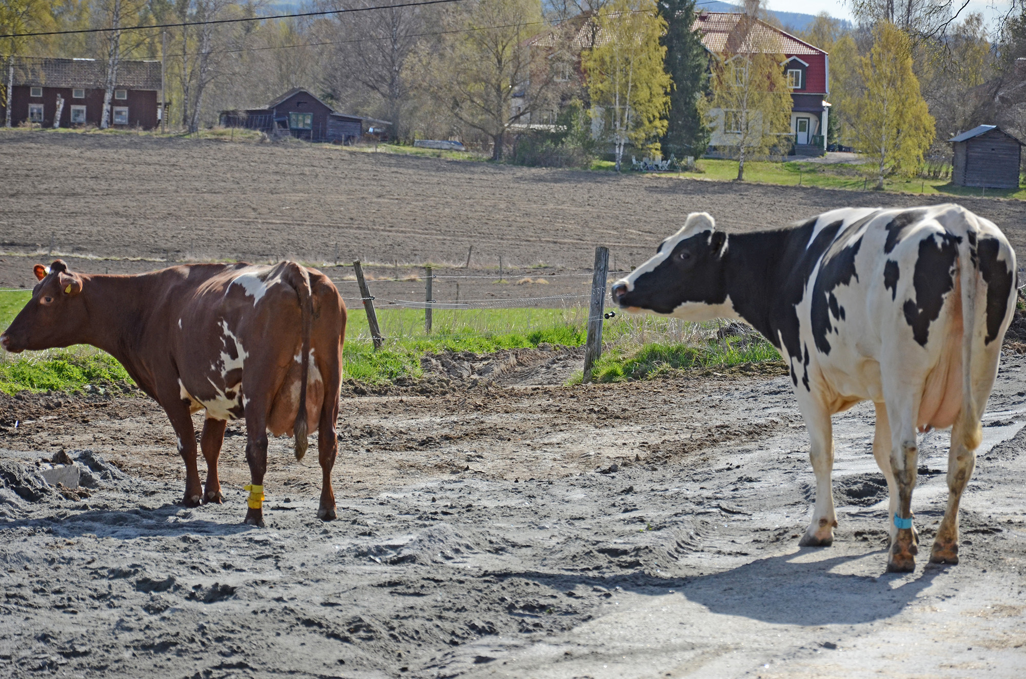 Röste.nu – Röstebilder – 140 kor mötte friheten i Holmo 2014