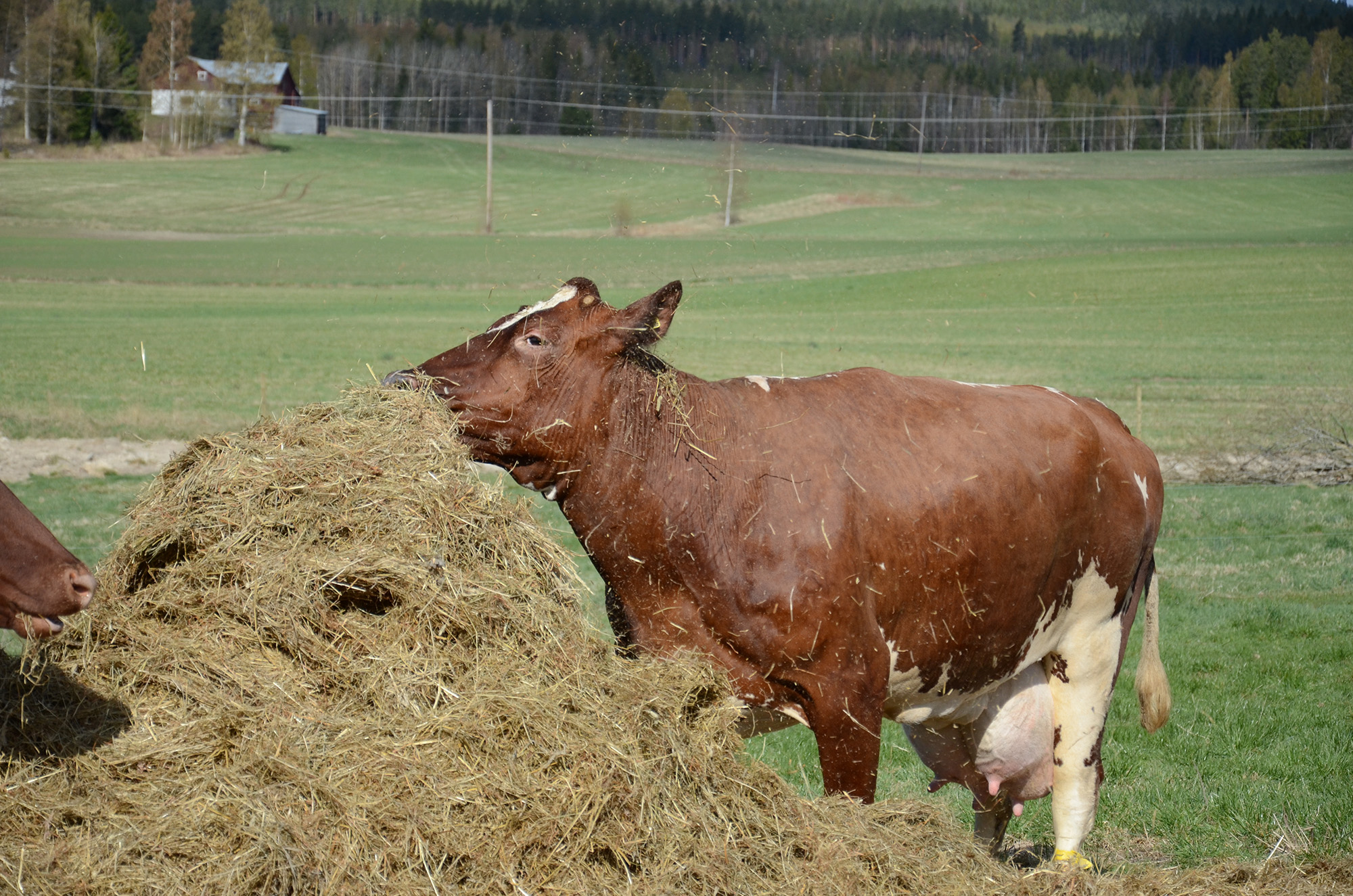 Röste.nu – Röstebilder – 140 kor mötte friheten i Holmo 2014
