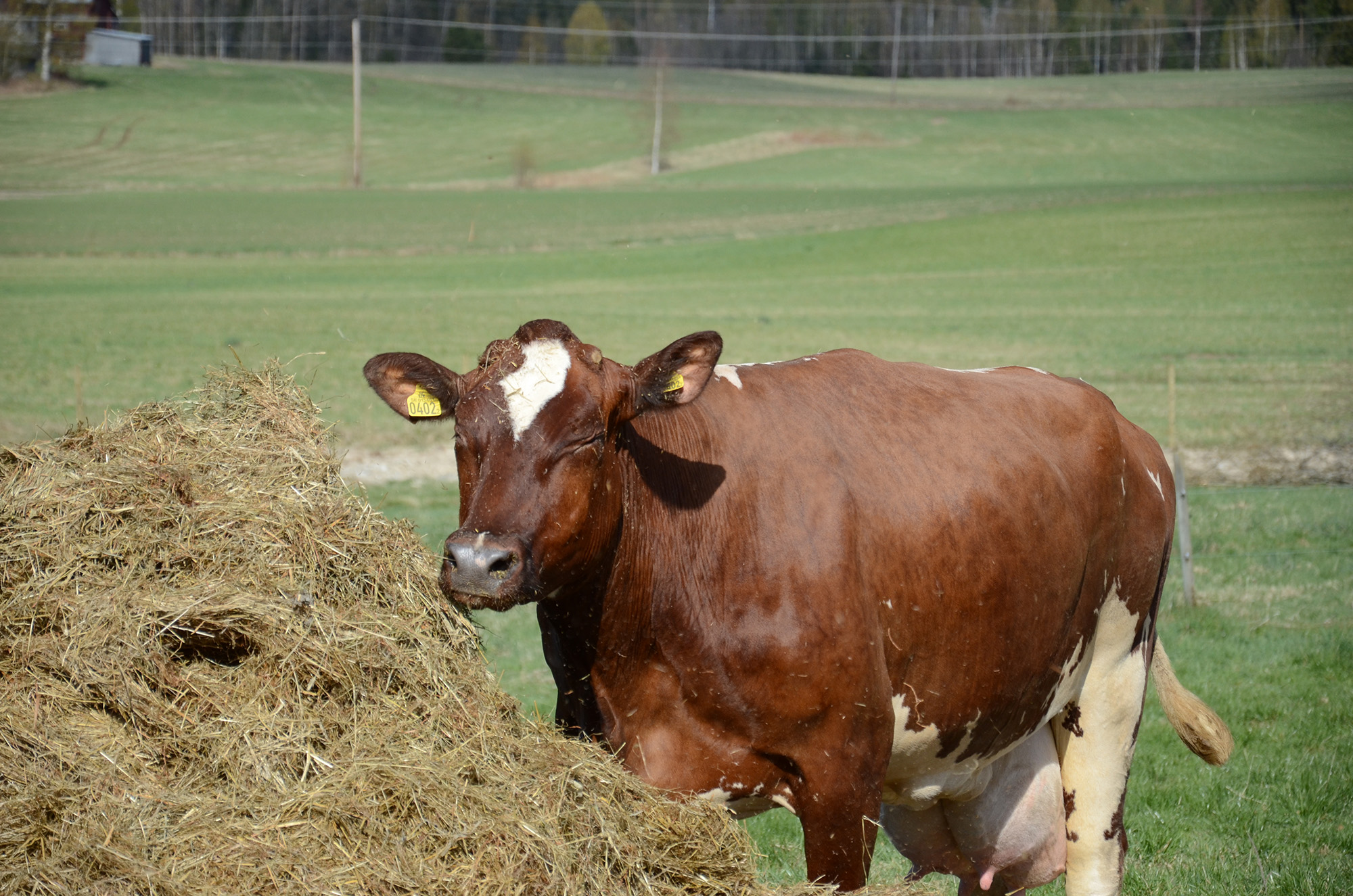 Röste.nu – Röstebilder – 140 kor mötte friheten i Holmo 2014