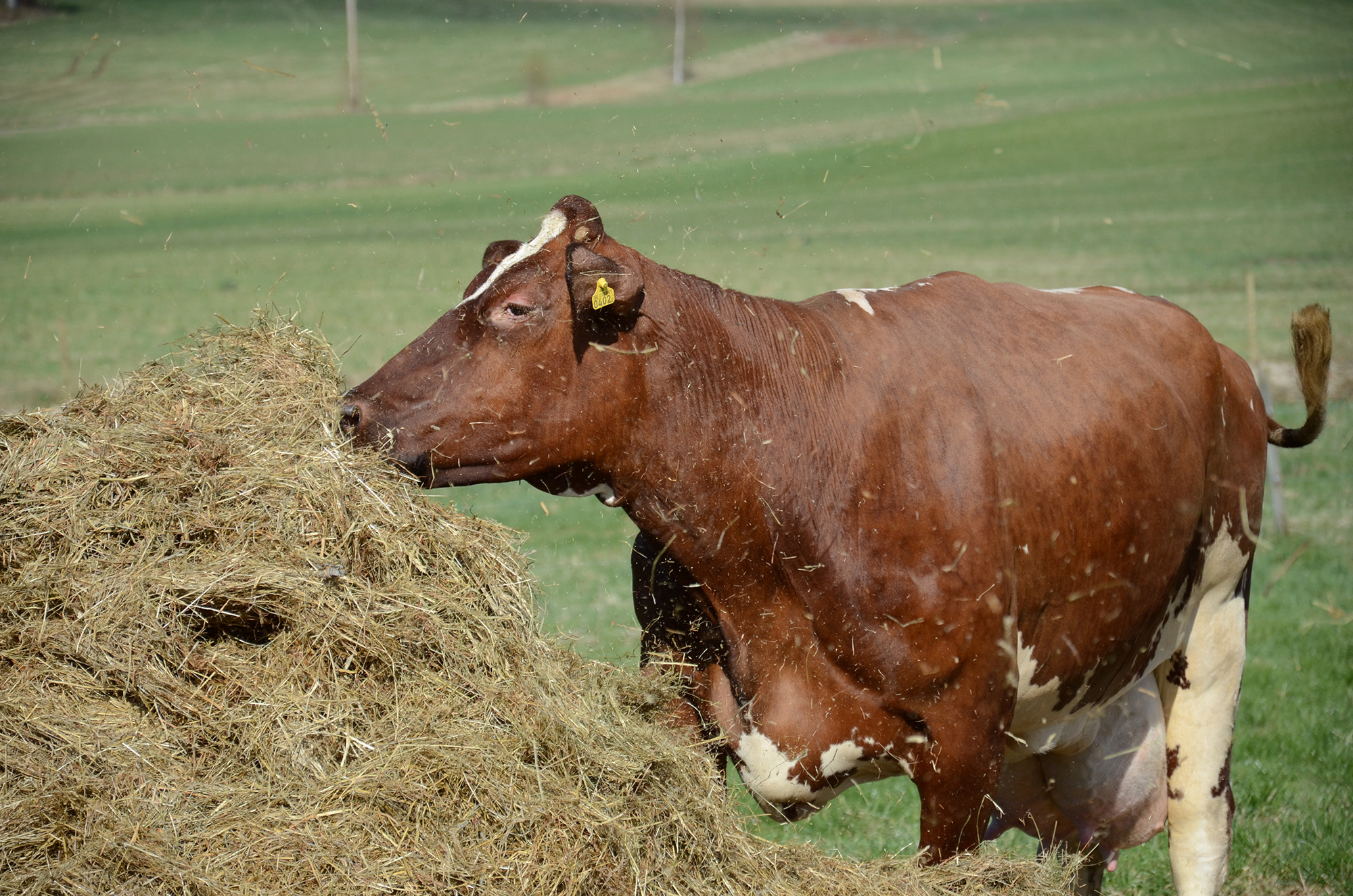 Röste.nu – Röstebilder – 140 kor mötte friheten i Holmo 2014