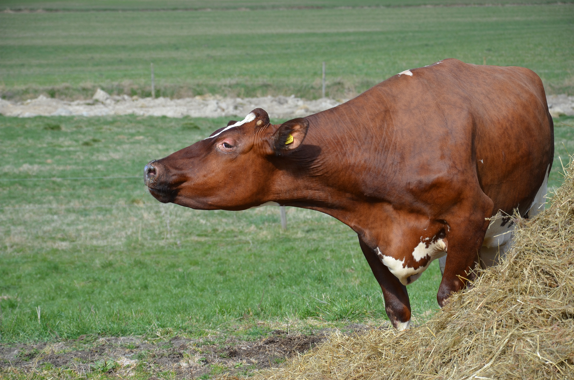 Röste.nu – Röstebilder – 140 kor mötte friheten i Holmo 2014
