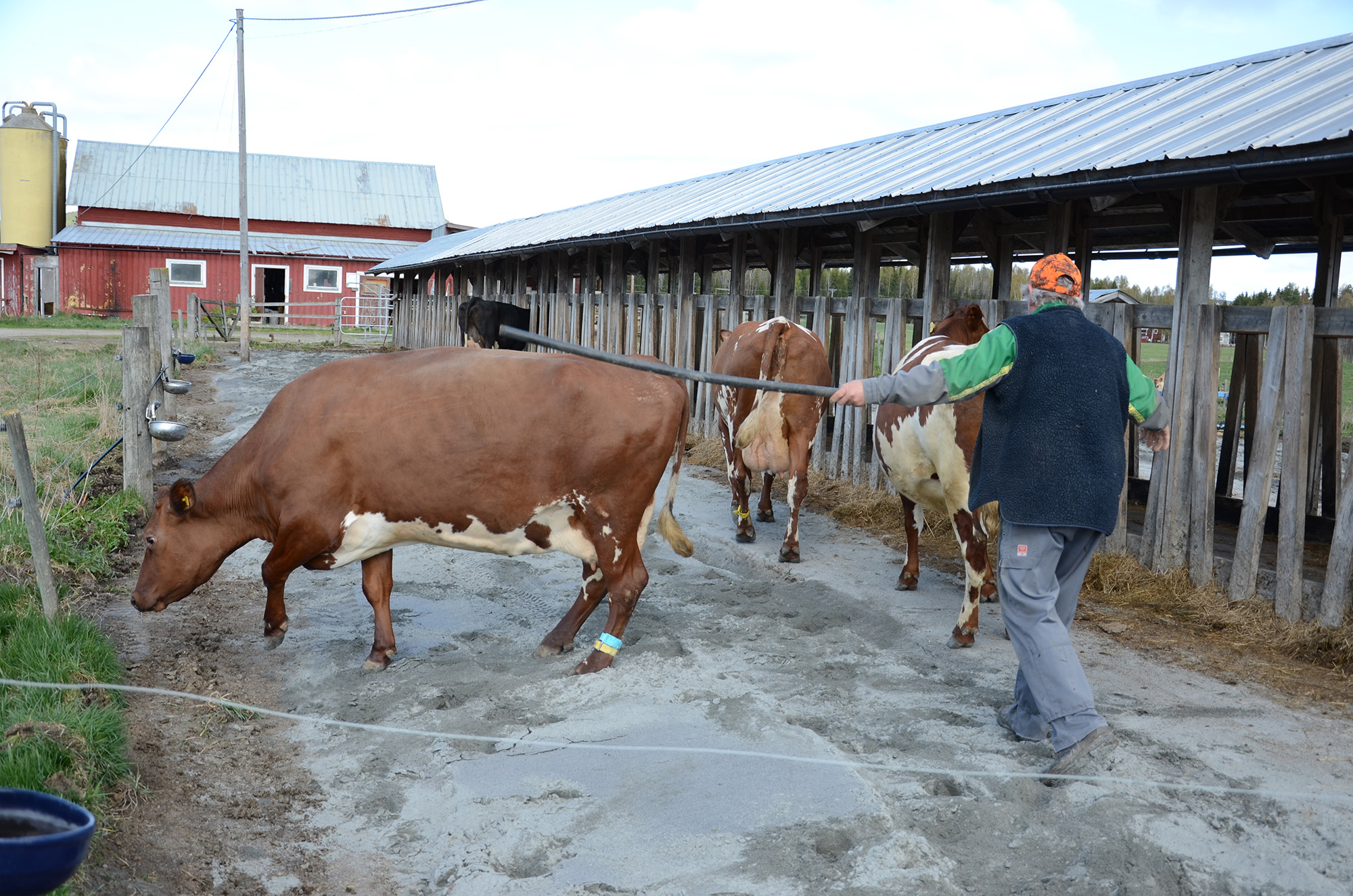 Röste.nu – Röstebilder – 140 kor mötte friheten i Holmo 2014