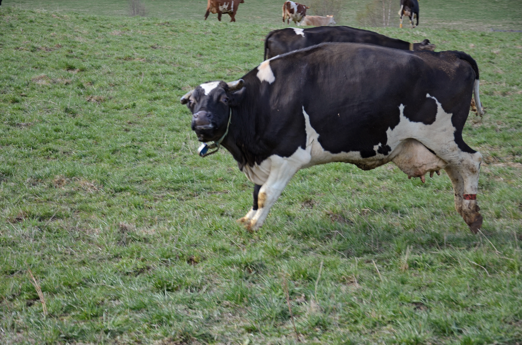 Röste.nu – Röstebilder – 140 kor mötte friheten i Holmo 2014