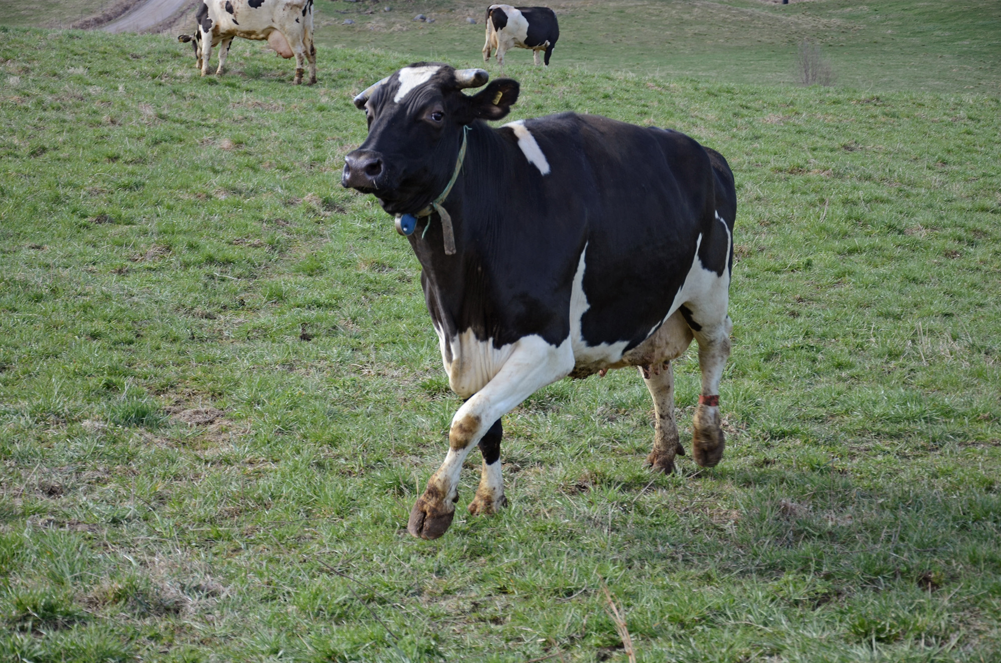 Röste.nu – Röstebilder – 140 kor mötte friheten i Holmo 2014