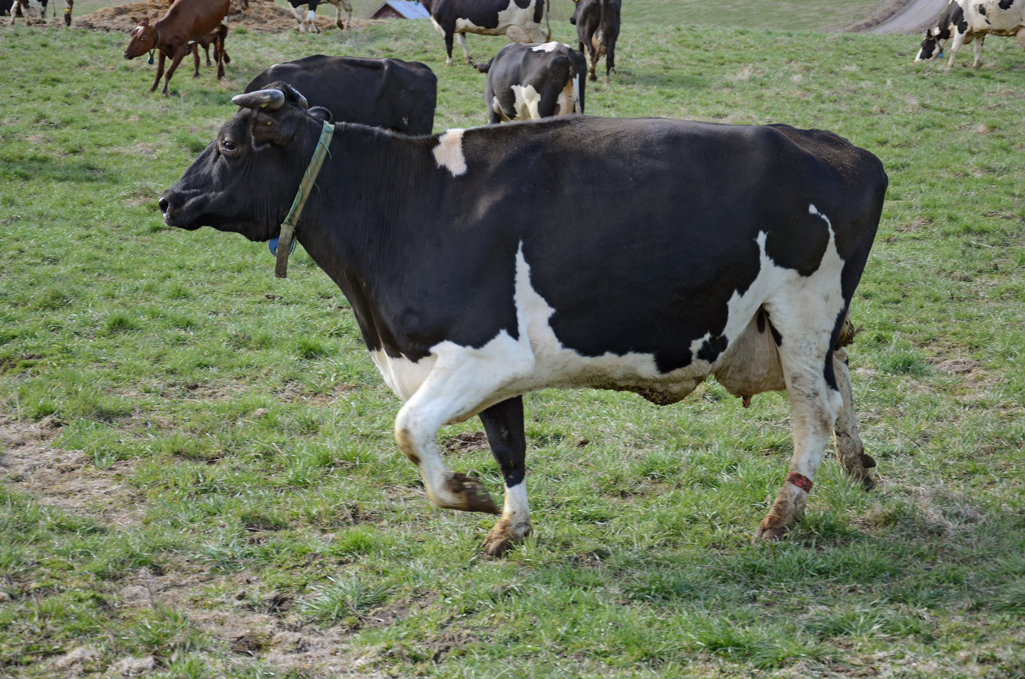 Röste.nu – Röstebilder – 140 kor mötte friheten i Holmo 2014