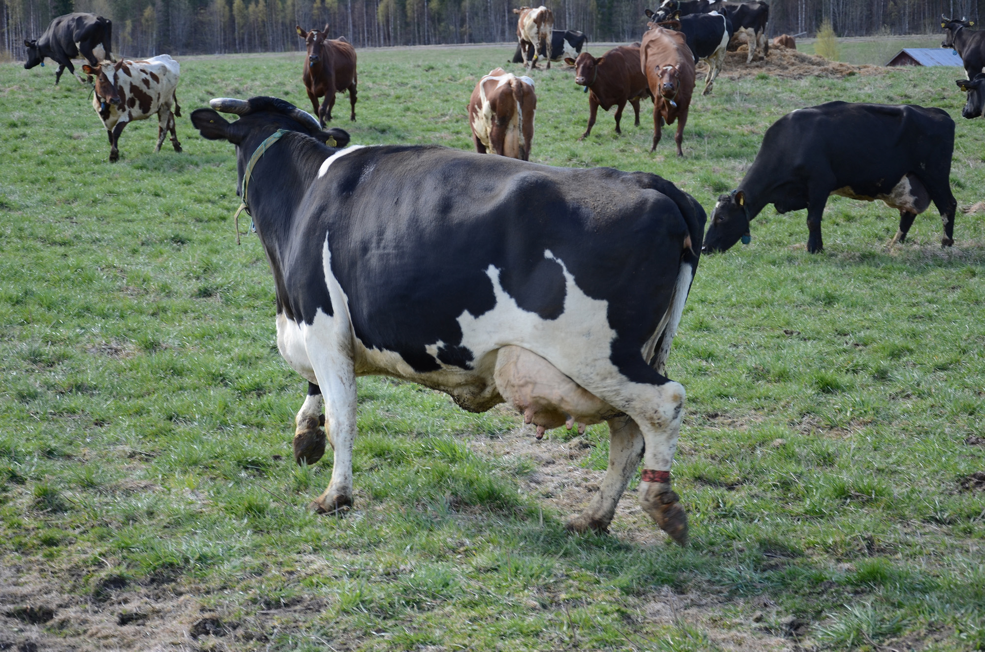 Röste.nu – Röstebilder – 140 kor mötte friheten i Holmo 2014