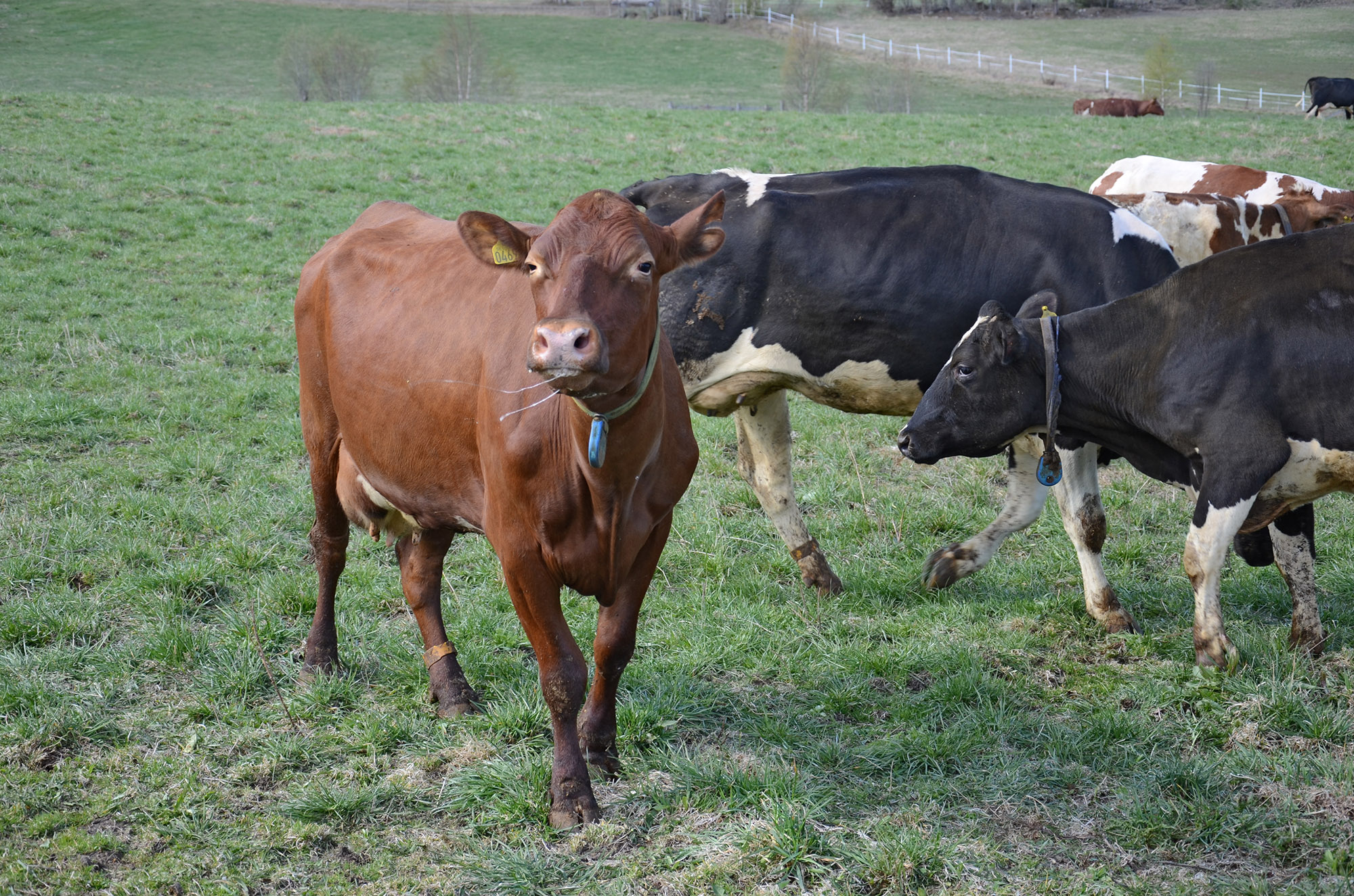 Röste.nu – Röstebilder – 140 kor mötte friheten i Holmo 2014