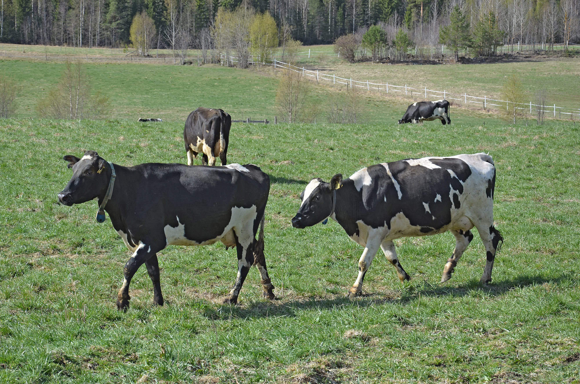 Röste.nu – Röstebilder – 140 kor mötte friheten i Holmo 2014