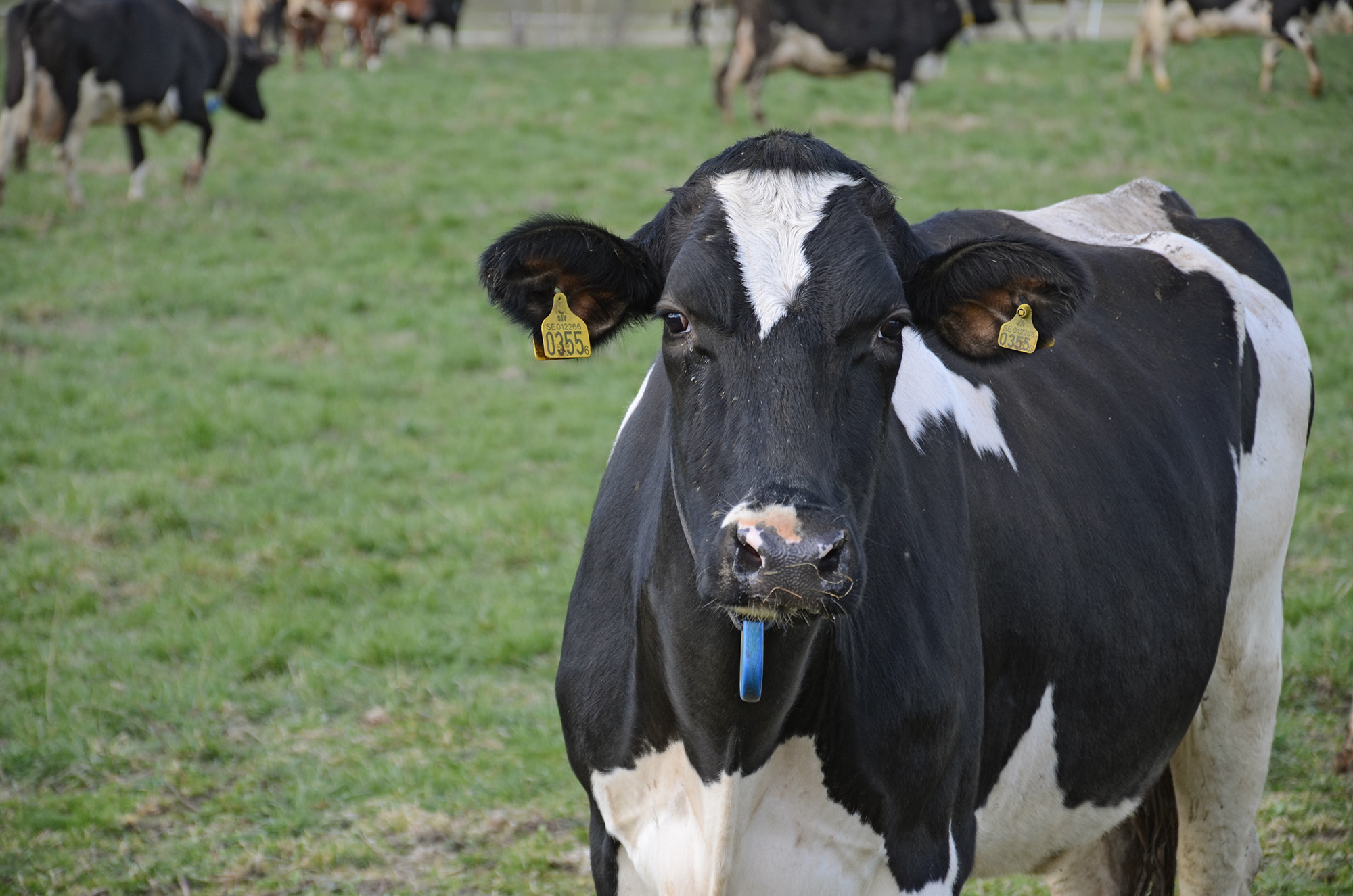 Röste.nu – Röstebilder – 140 kor mötte friheten i Holmo 2014