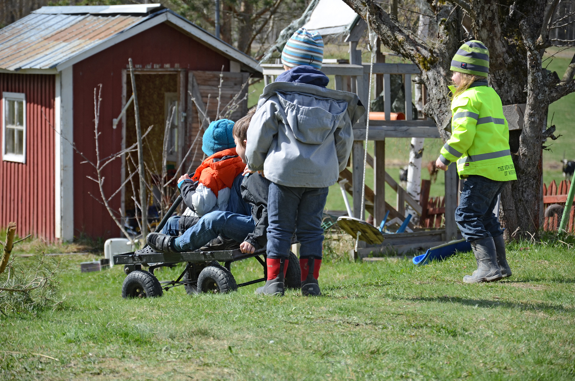 Röste.nu – Röstebilder – 140 kor mötte friheten i Holmo 2014