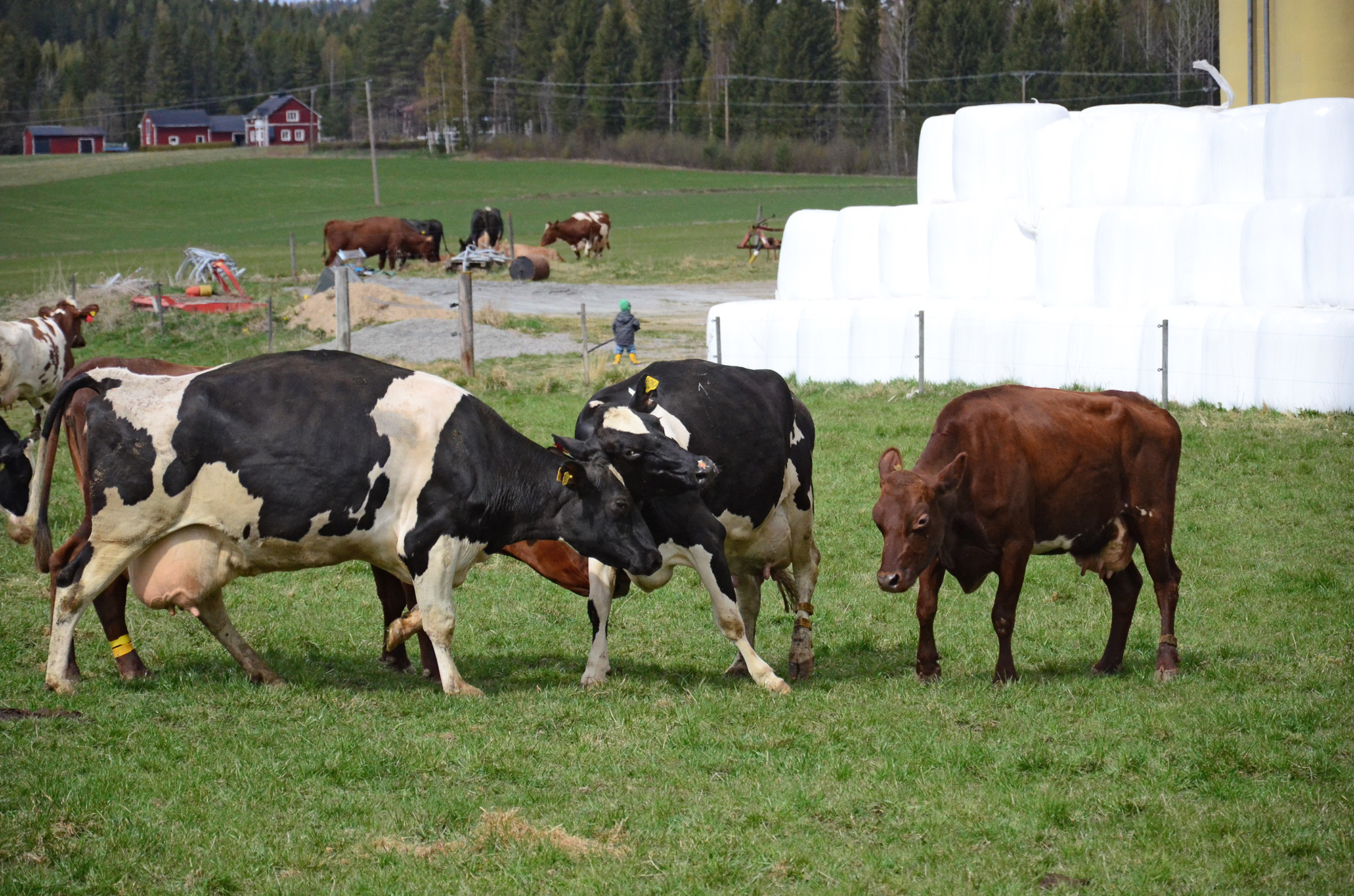 Röste.nu – Röstebilder – 140 kor mötte friheten i Holmo 2014