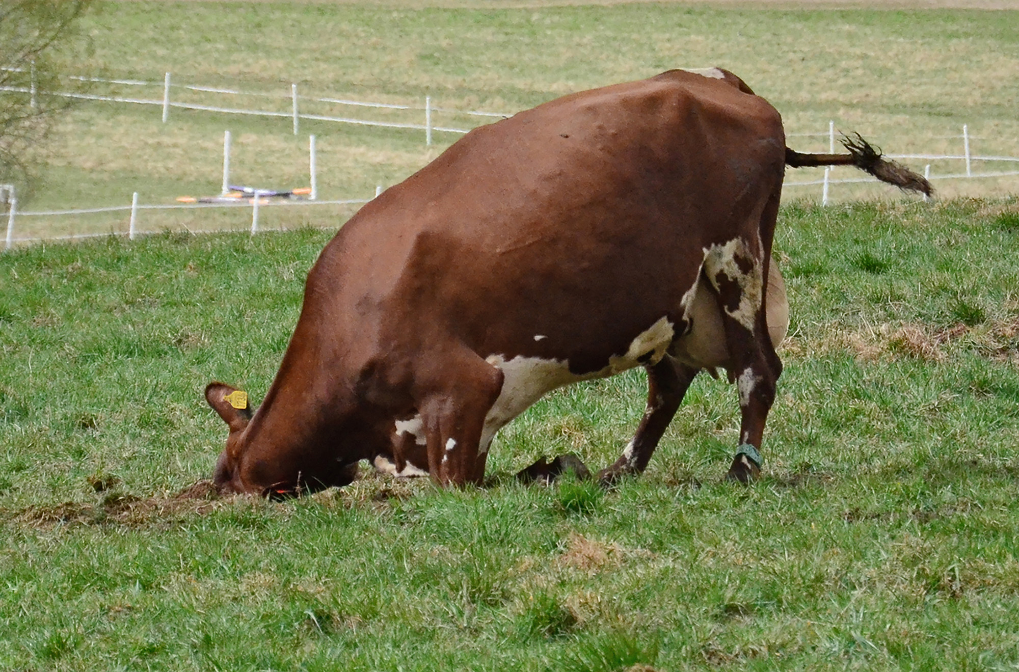 Röste.nu – Röstebilder – 140 kor mötte friheten i Holmo 2014