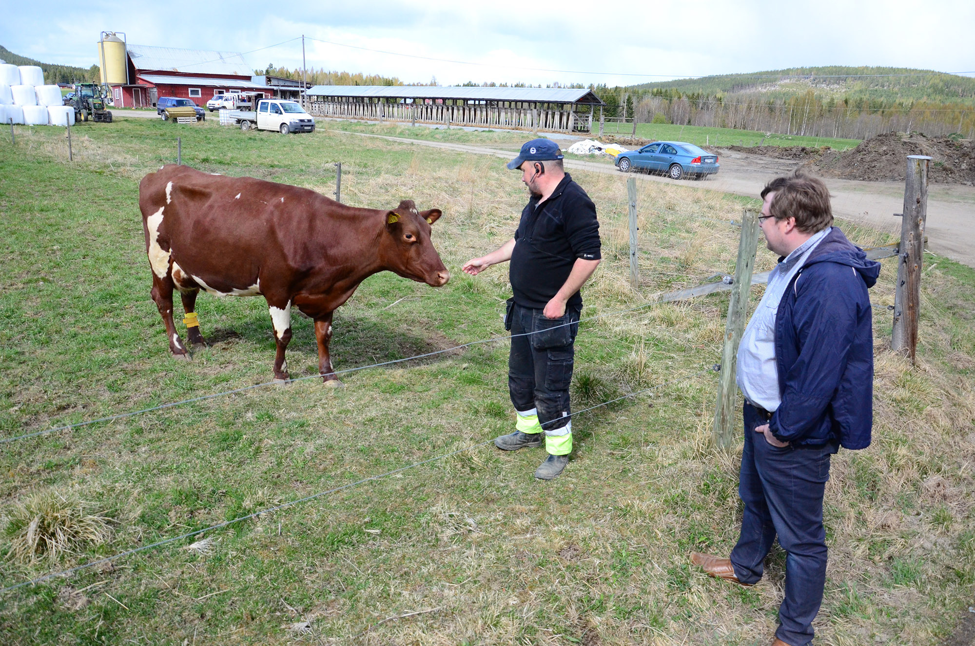 Röste.nu – Röstebilder – 140 kor mötte friheten i Holmo 2014