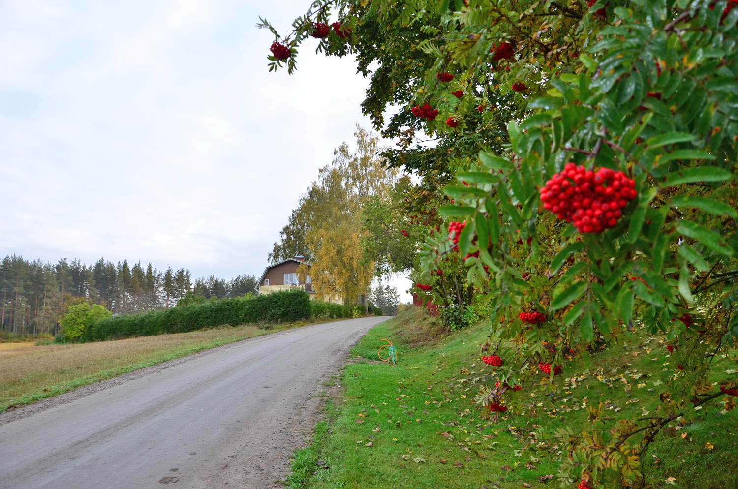 Röste.nu – Röstebilder – Kräft- och surströmmingsfest i Dönjegården 2016