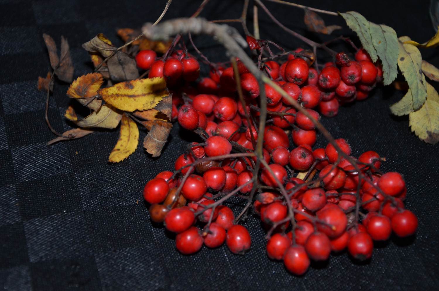 Röste.nu – Röstebilder – Kräft- och surströmmingsfest i Dönjegården 2017