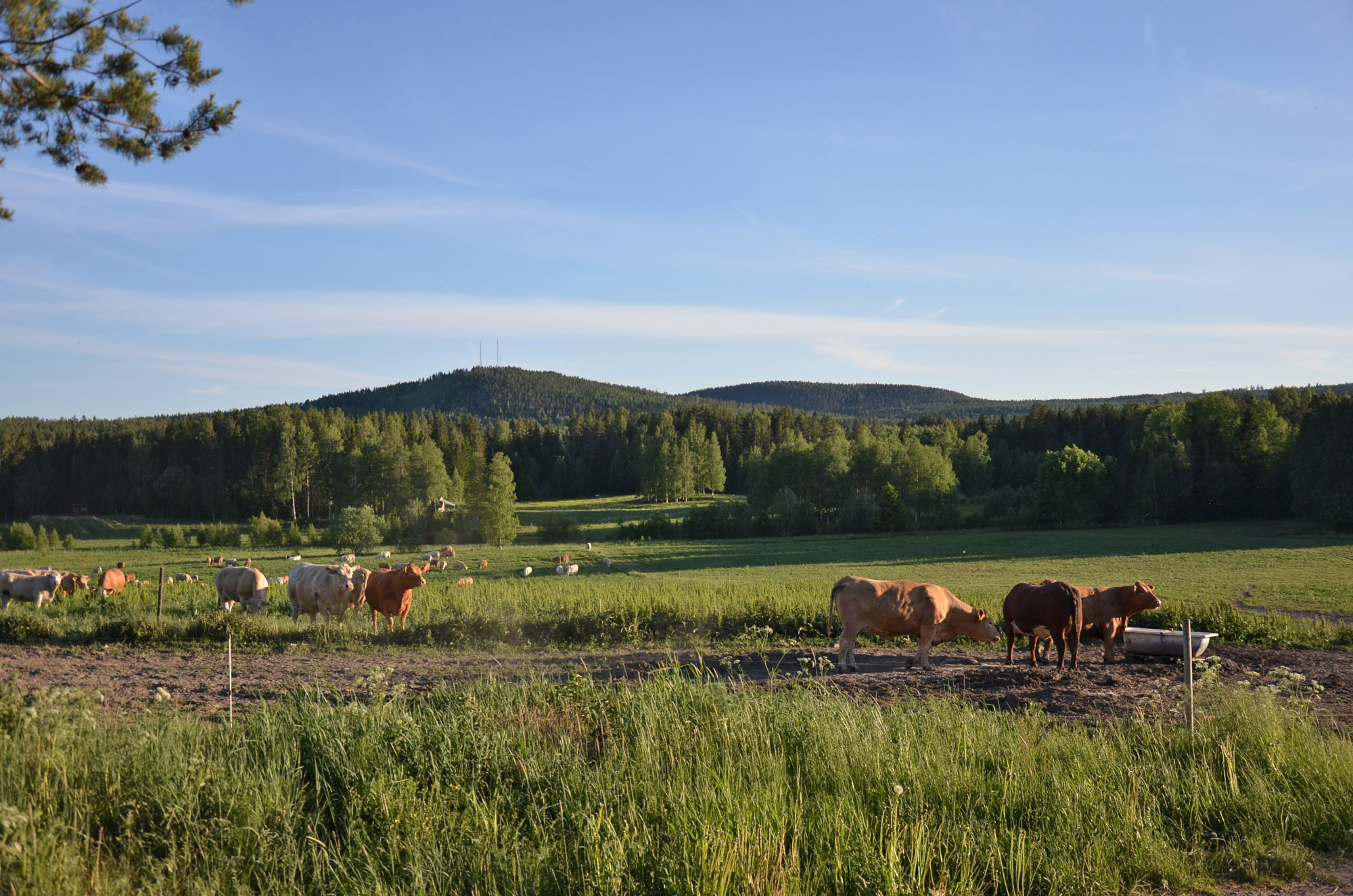 Röste.nu – Röstebilder – Logdans i Farmorsladan 2018