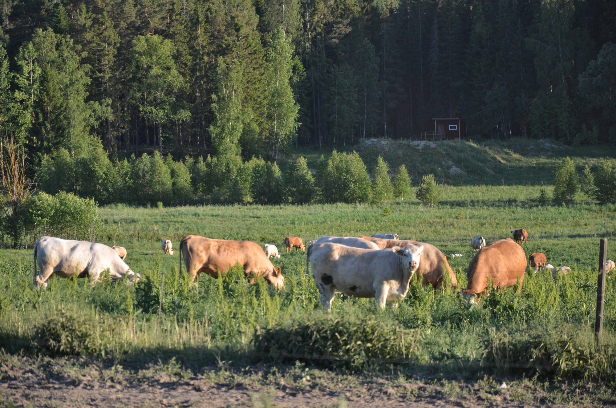Röste.nu – Röstebilder – Logdans i Farmorsladan 2018
